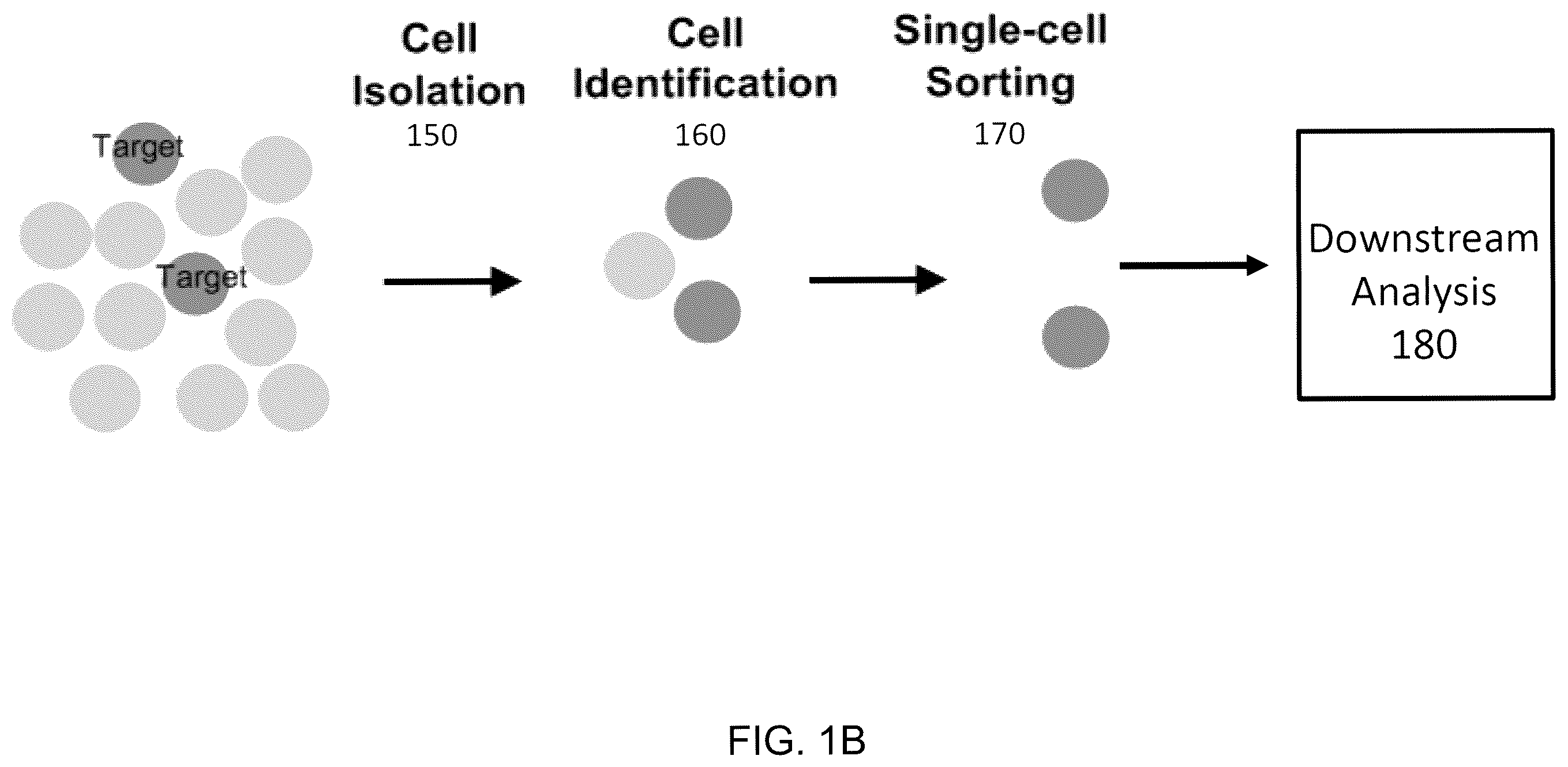 Patent US12472501 Figure 2 – Magnetic system for detection and sorting of cells