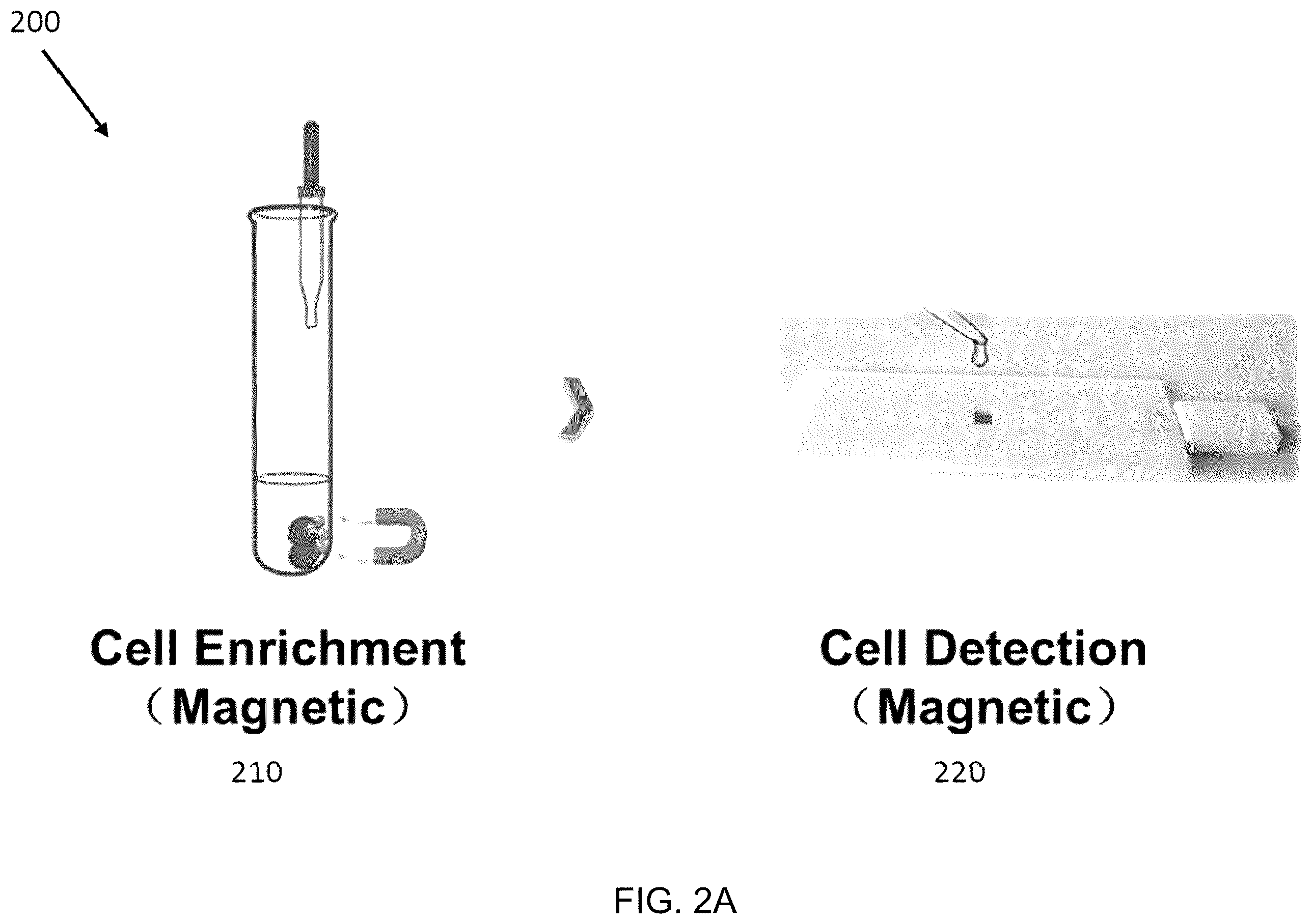 Patent US12472501 Figure 4 – Magnetic system for detection and sorting of cells