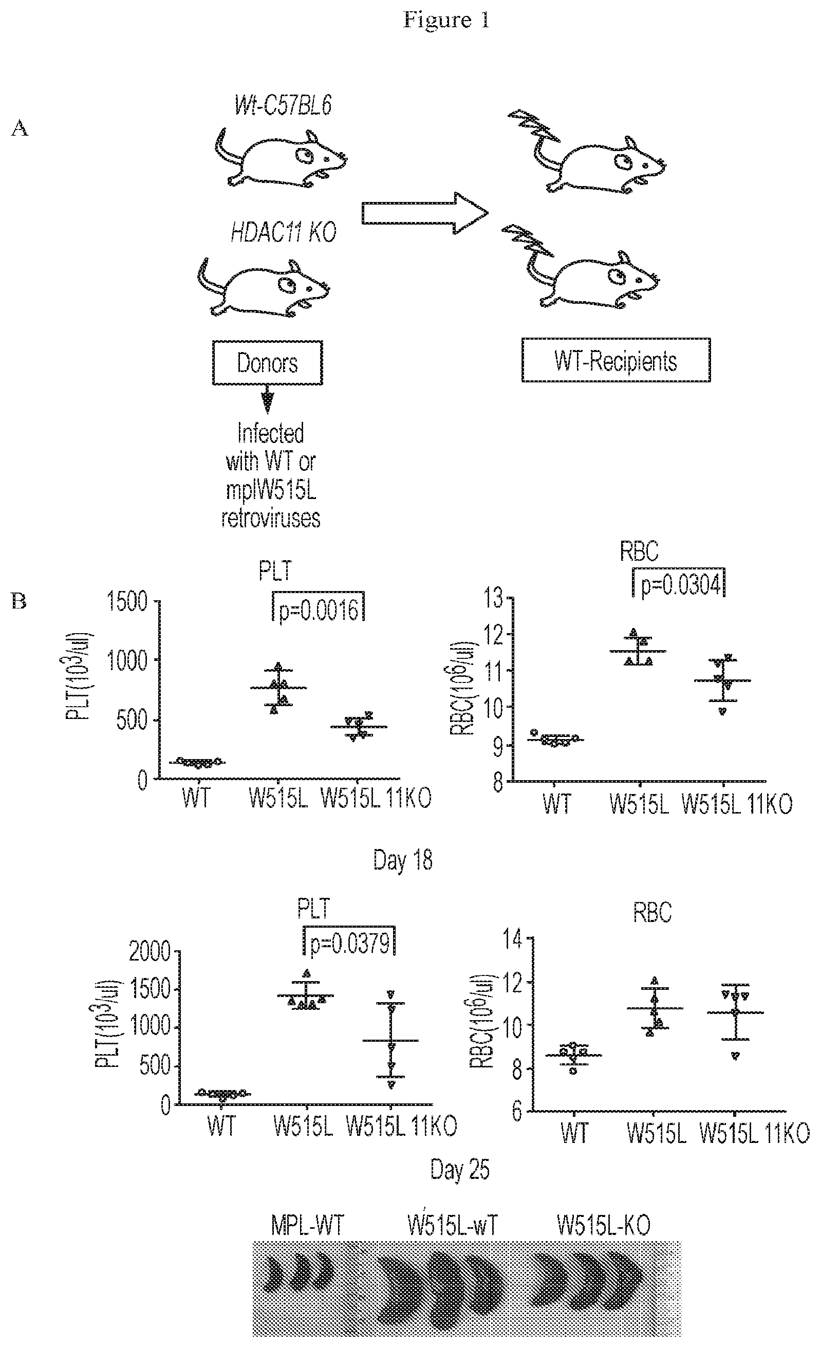 Patent US12479807 Figure 1 – Methods using HDAC11 inhibitors