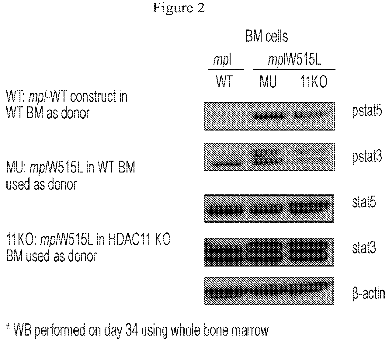 Patent US12479807 Figure 2 – Methods using HDAC11 inhibitors