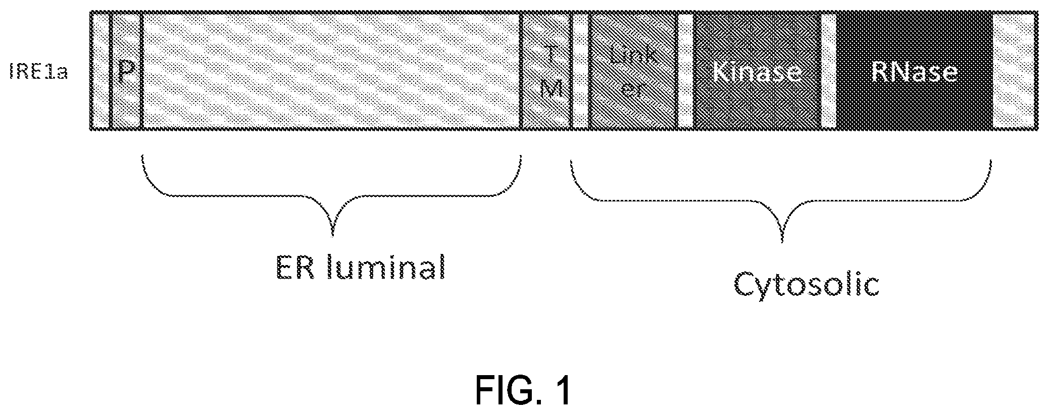 Patent US12479818 Figure 1 – Treatment of fibrosis with IRE1 small molecule inhibitors