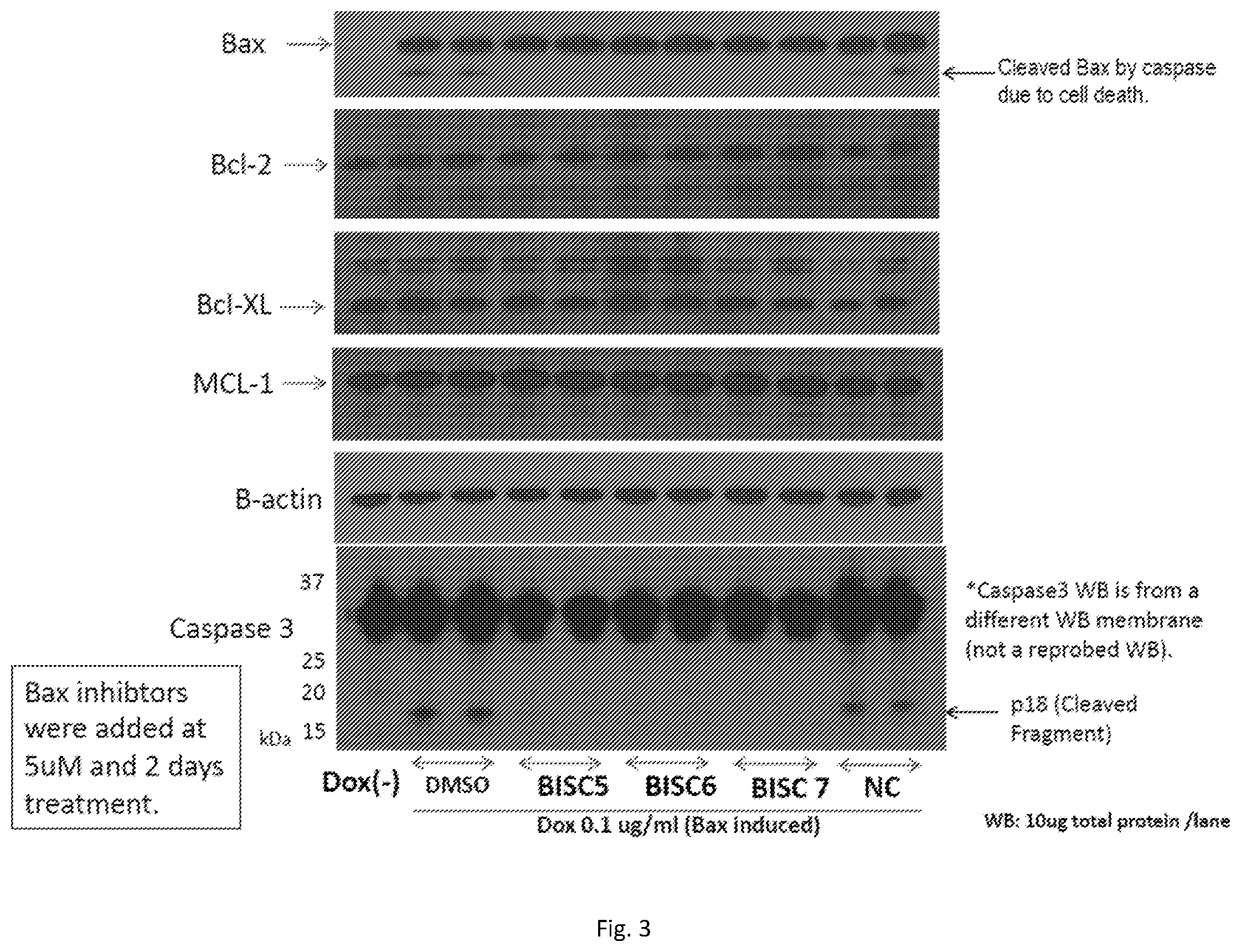 Patent US12479857 Figure 3 – Bax inhibitors and uses thereof