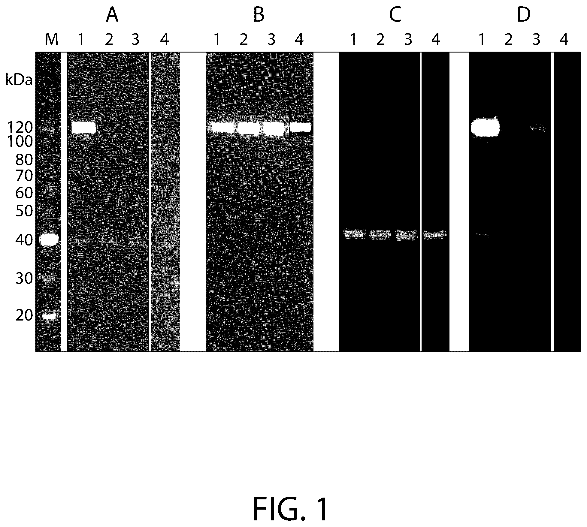 Patent US12479866 Figure 1 – Boron-containing rho kinase inhibitors