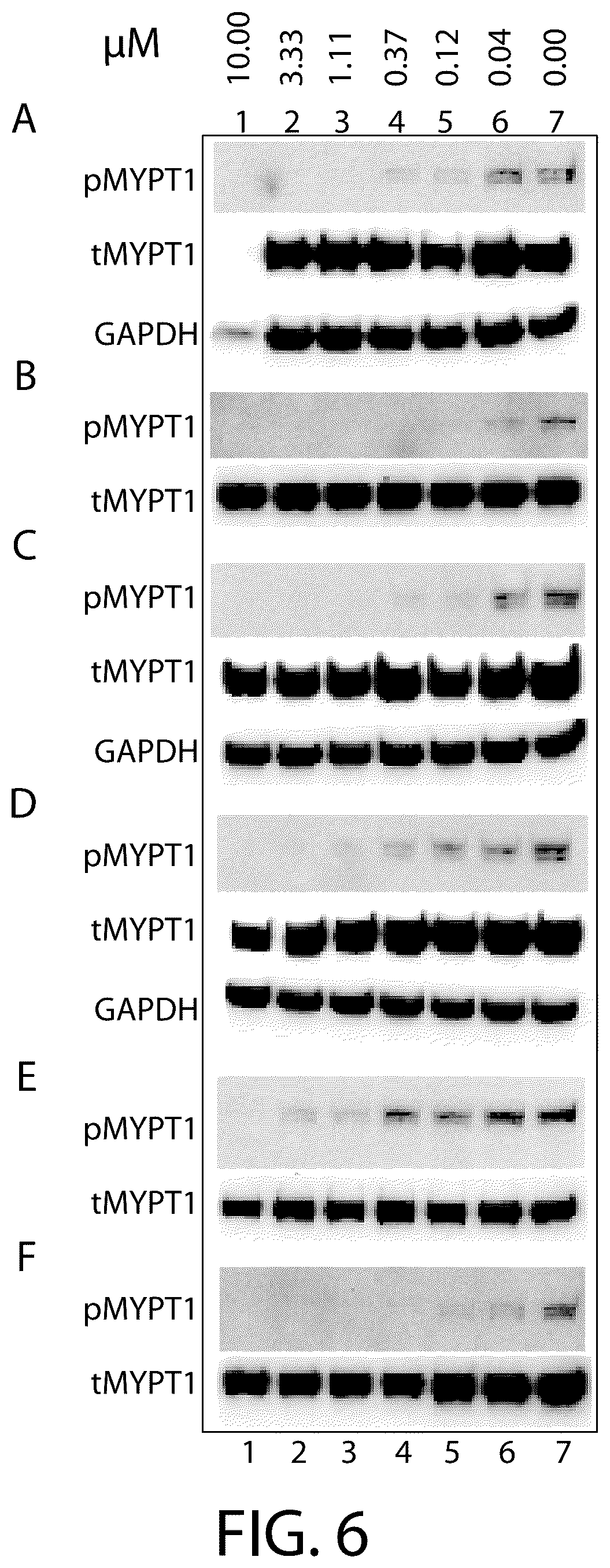 Patent US12479866 Figure 6 – Boron-containing rho kinase inhibitors