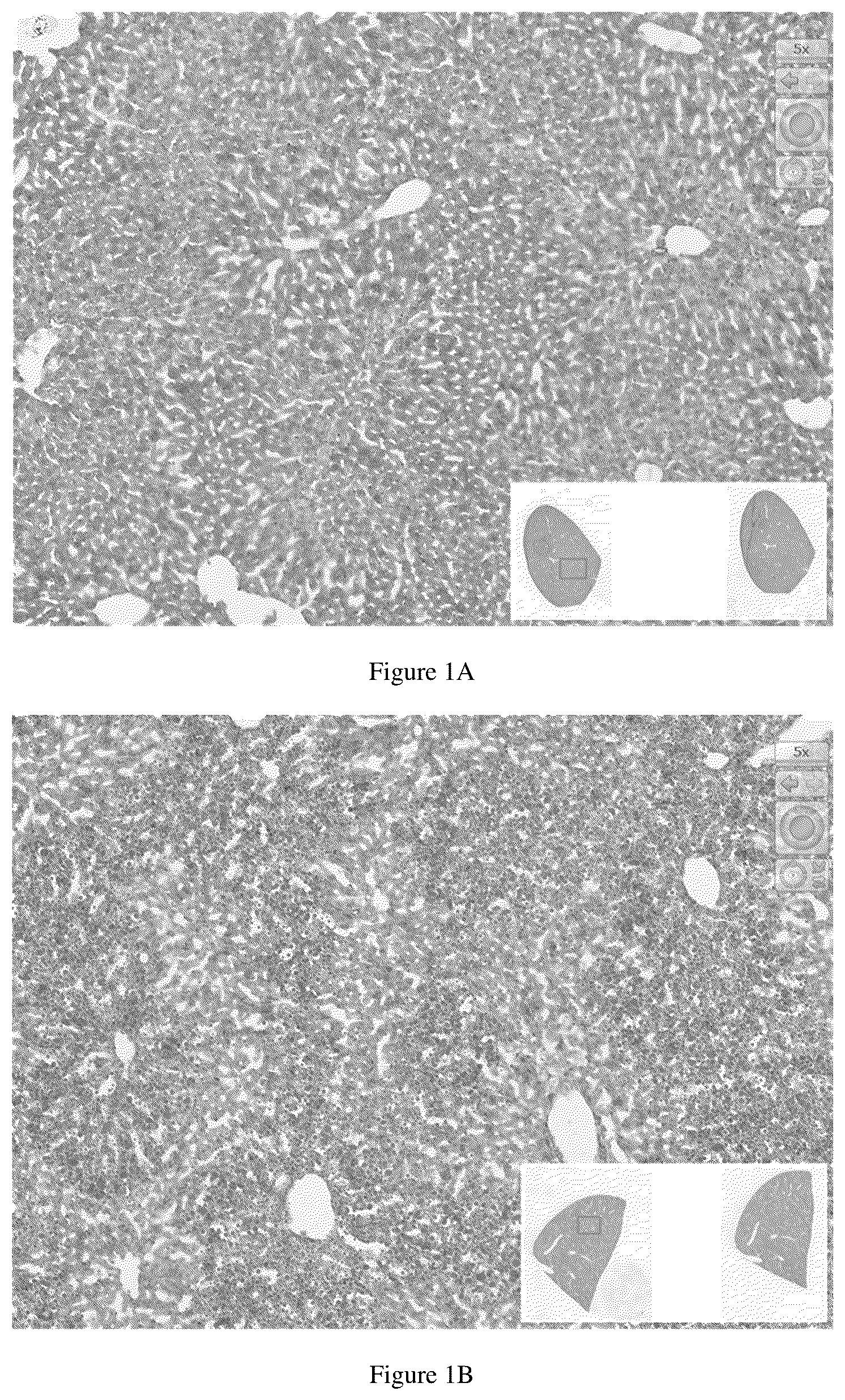 Patent US12479888 Figure 1 – Polypeptide and application thereof