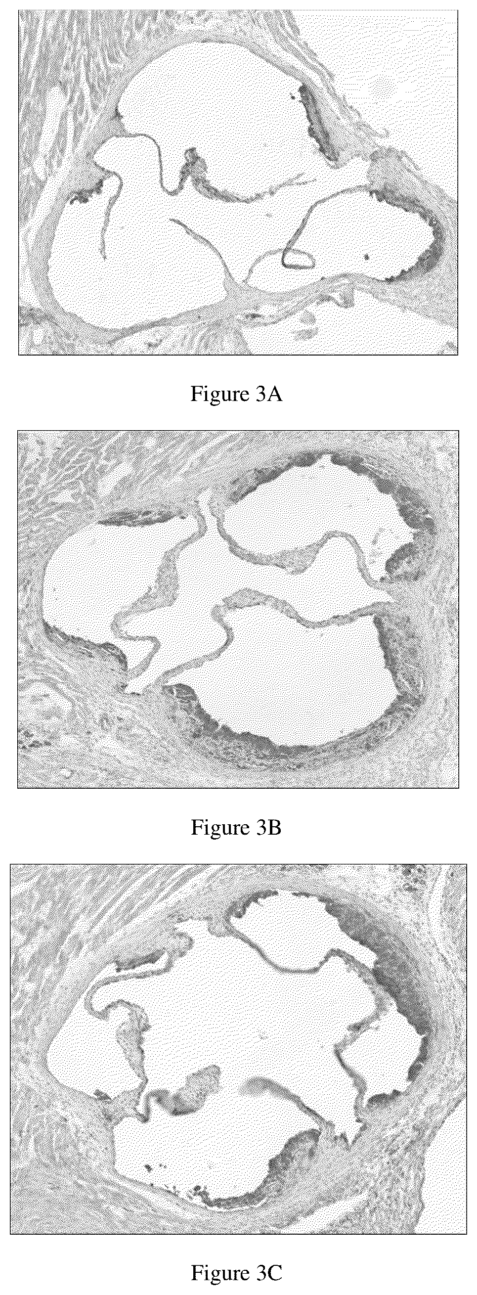 Patent US12479888 Figure 3 – Polypeptide and application thereof