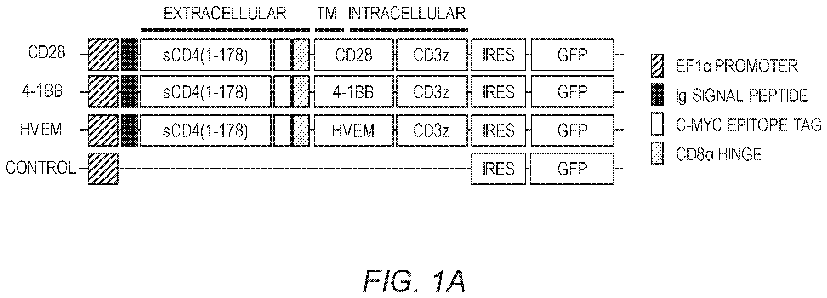 Patent US12479890 Figure 1 – Chimeric antigen receptor constructs and their use in CAR-T cells
