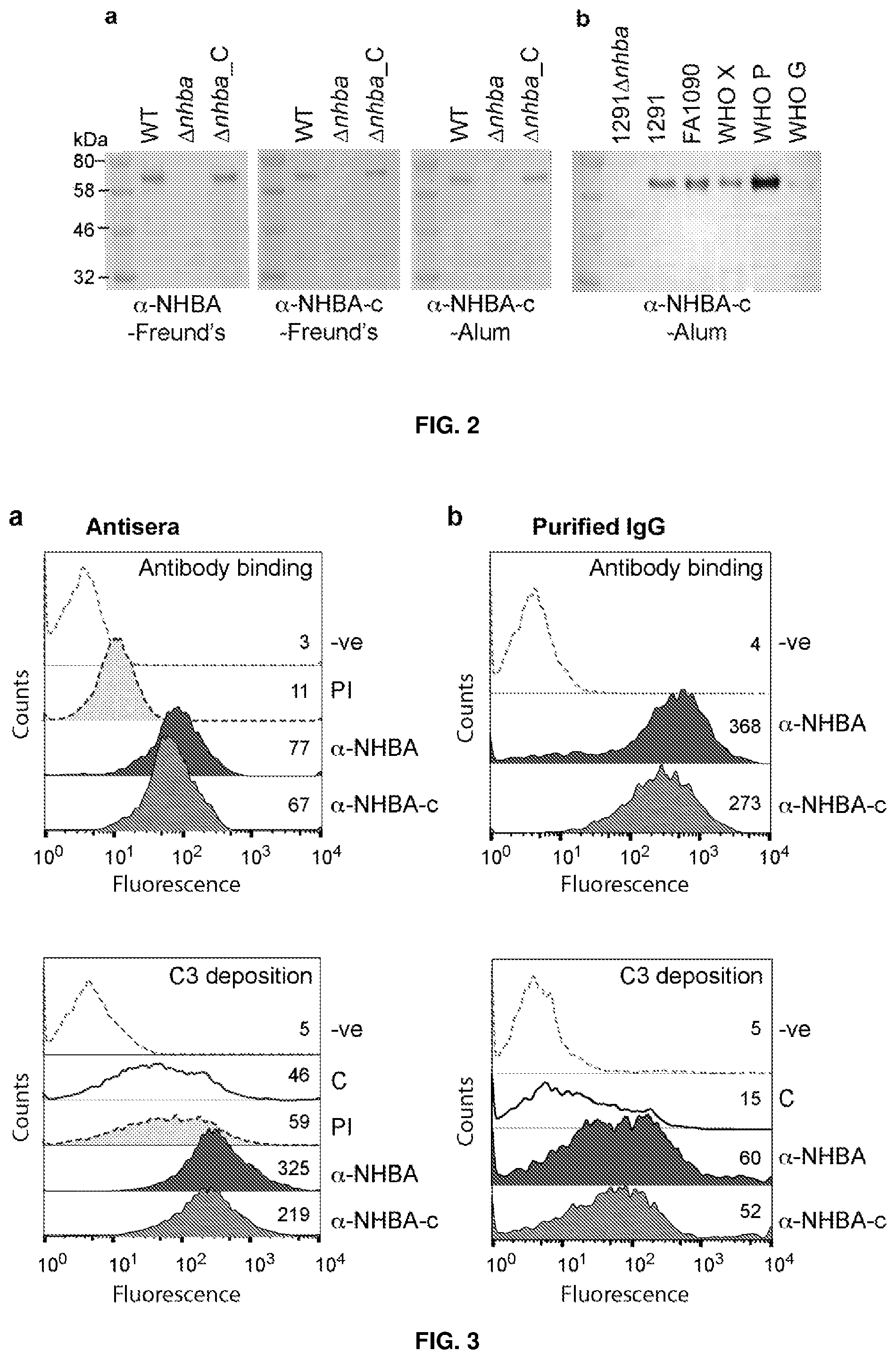Patent US12479892 Figure 2 – Immunogenic protein against gonococcal infection