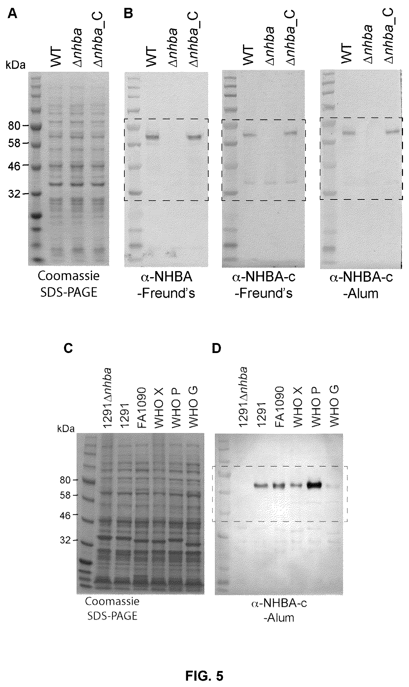 Patent US12479892 Figure 4 – Immunogenic protein against gonococcal infection