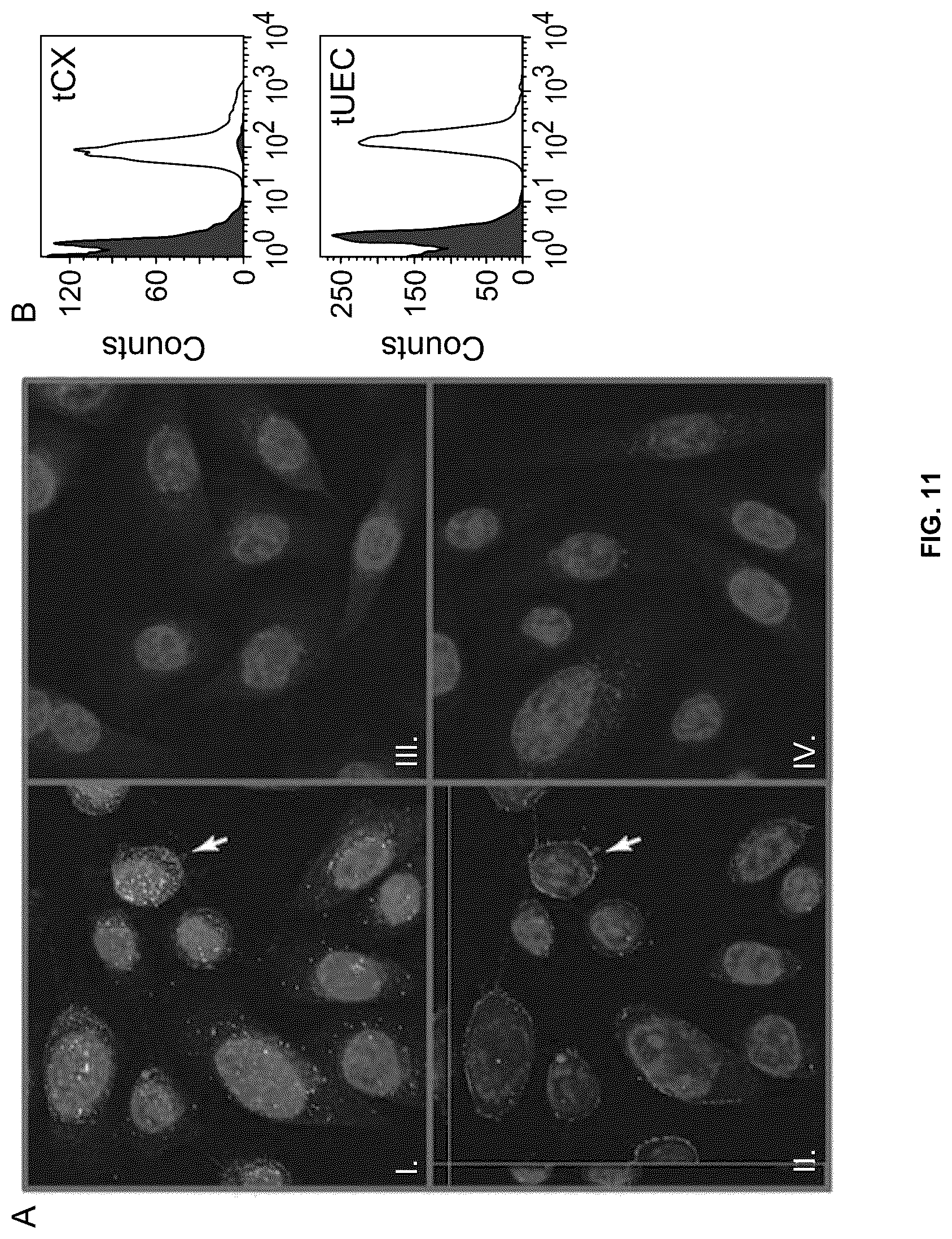 Patent US12479892 Figure 8 – Immunogenic protein against gonococcal infection