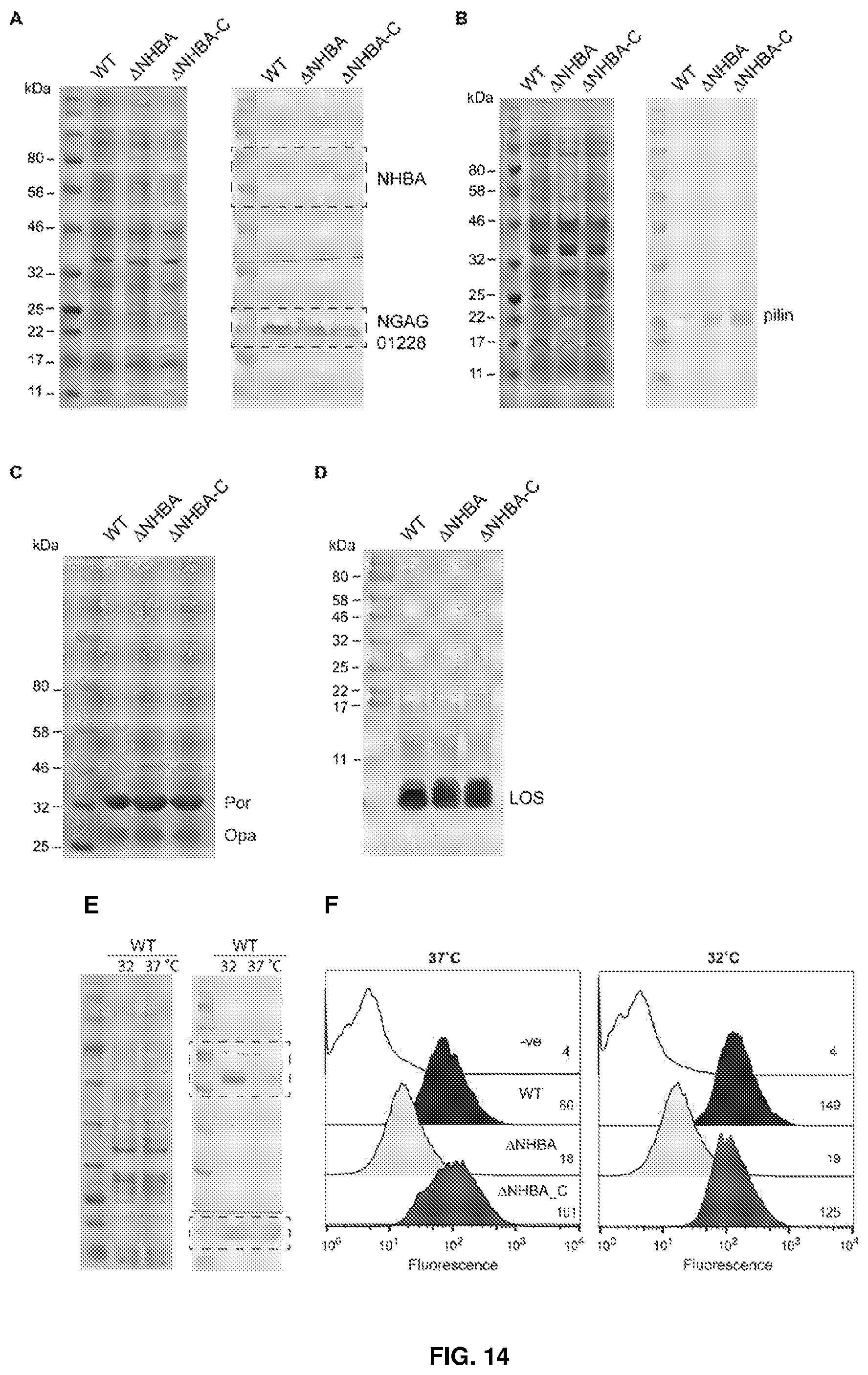 Patent US12479892 Figure 14 – Immunogenic protein against gonococcal infection