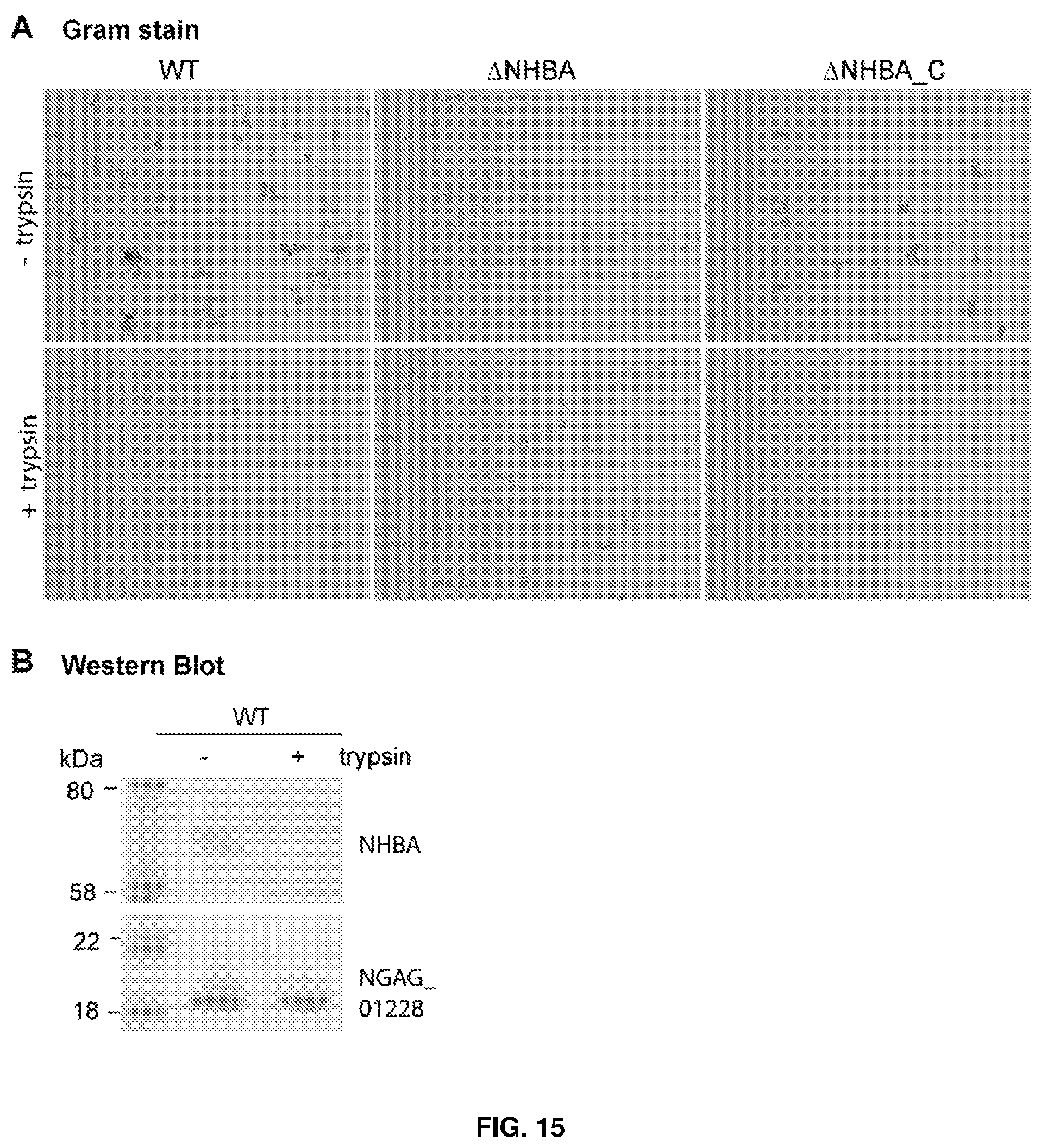 Patent US12479892 Figure 15 – Immunogenic protein against gonococcal infection