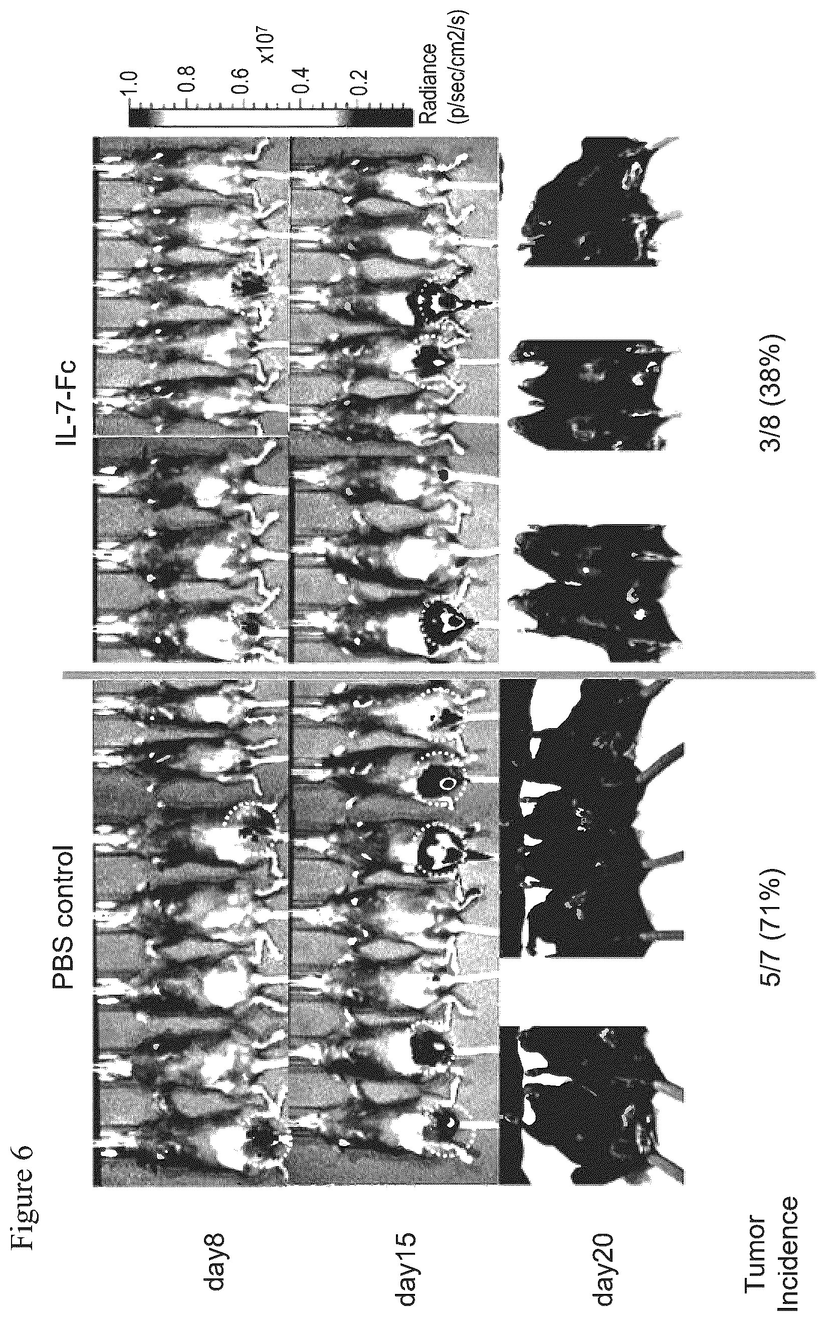 Patent US12479898 Figure 7 – Pharmaceutical composition comprising immunoglobulin fc-fused interleukin-7 fusion protein for preventing or treating human papillomavirus-caused diseases