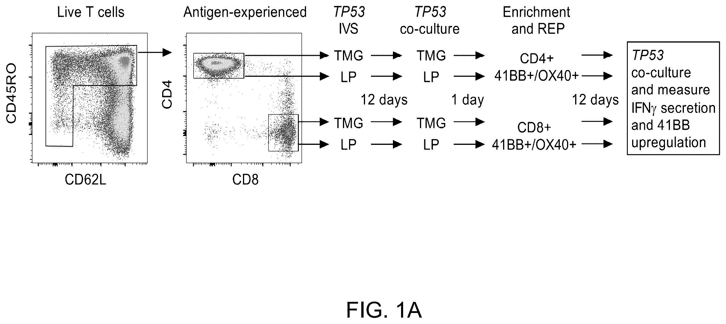Patent US12479902 Figure 1 – T cell receptors recognizing R175H or Y220C mutation in P53