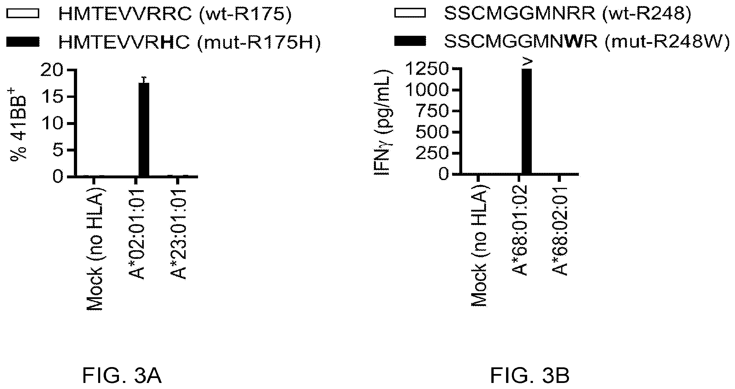 Patent US12479902 Figure 12 – T cell receptors recognizing R175H or Y220C mutation in P53