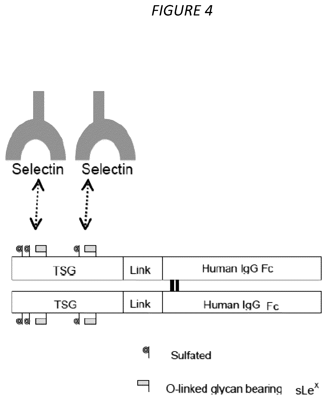 Patent US12479904 Figure 4 – Methods of treating cytokine release syndrome by administering a molecule comprising a soluble tandem selectin glycoprotein ligand