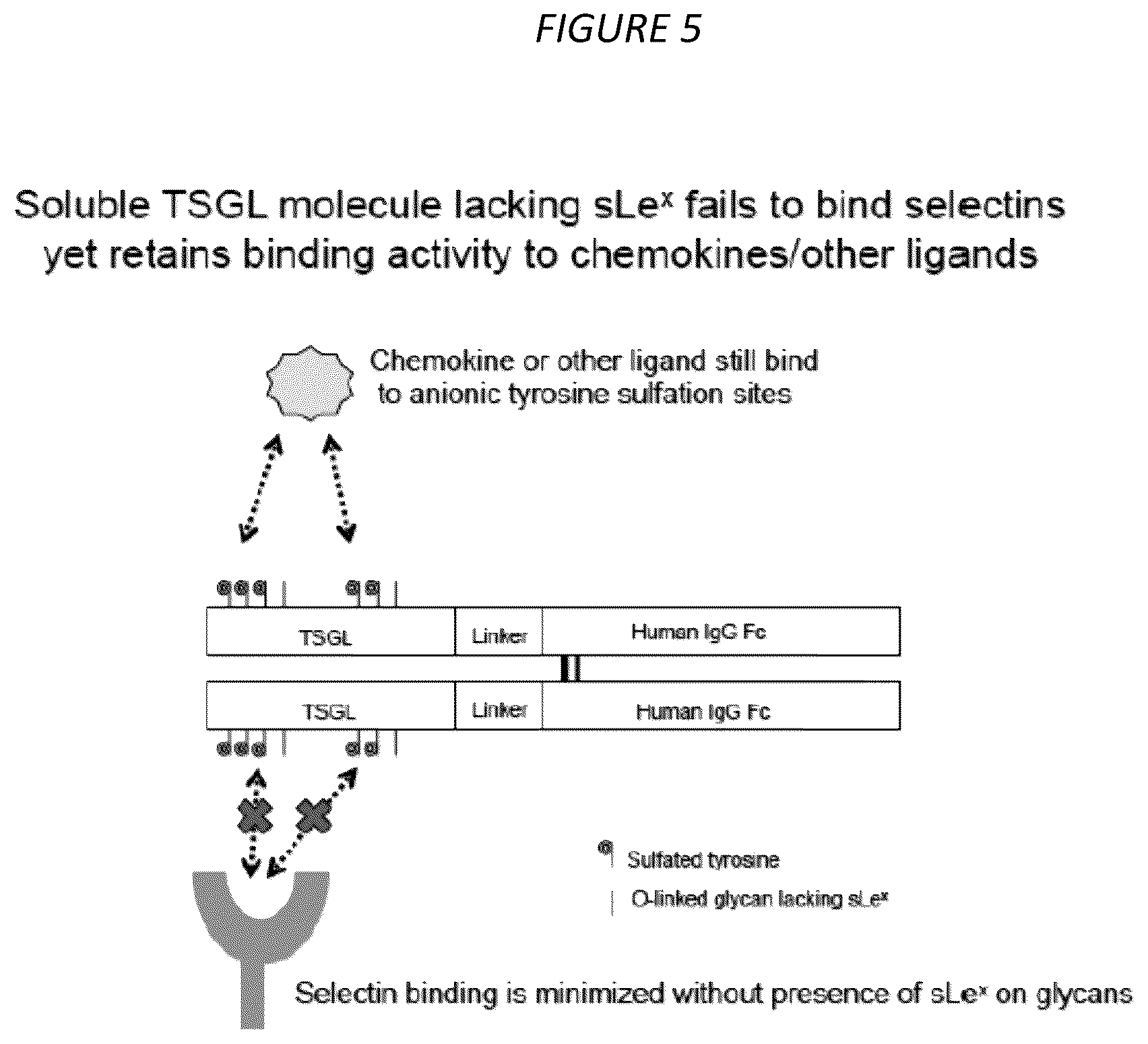 Patent US12479904 Figure 5 – Methods of treating cytokine release syndrome by administering a molecule comprising a soluble tandem selectin glycoprotein ligand