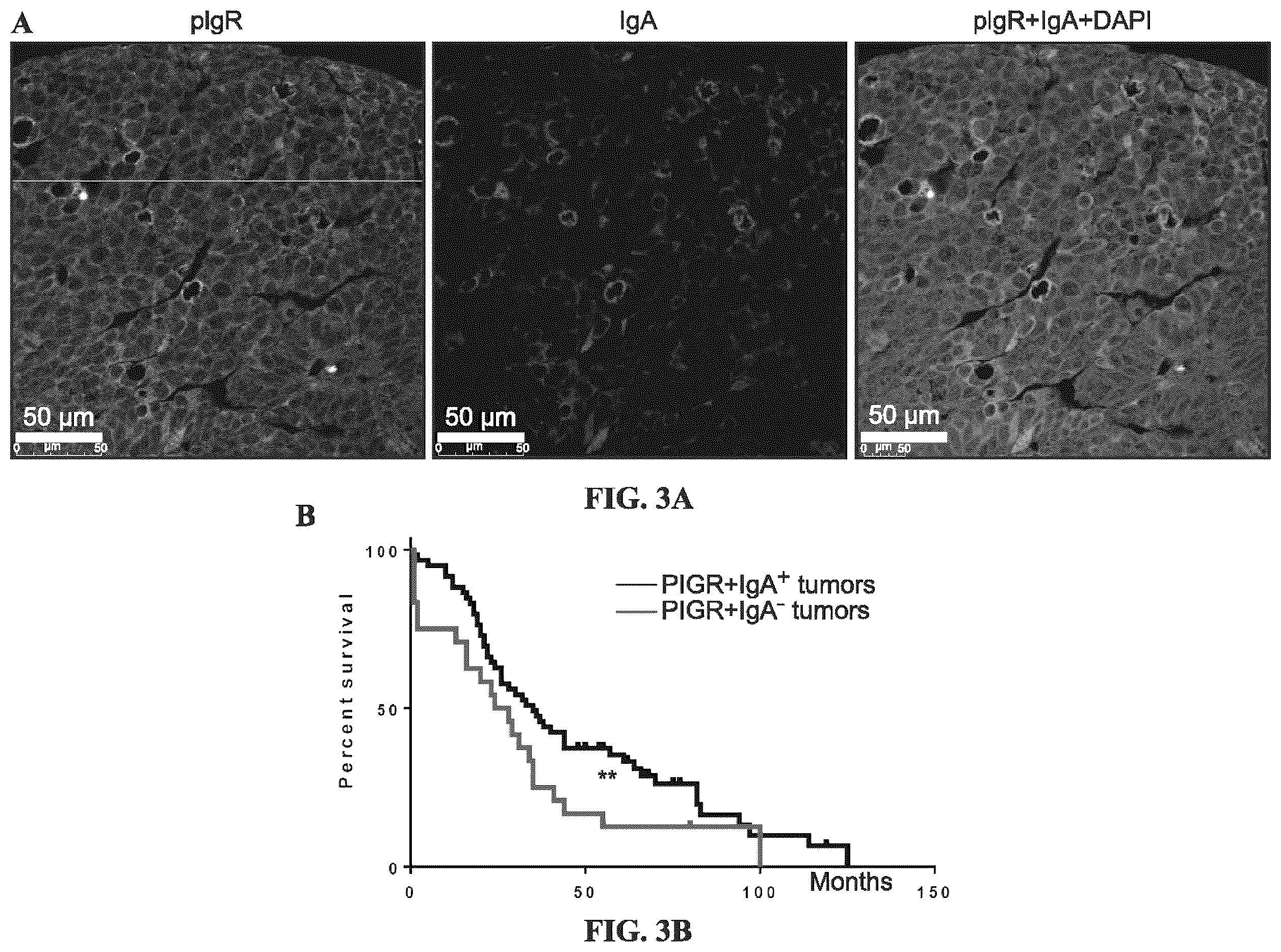 Patent US12479908 Figure 3 – Antibodies against programmed cell death protein 1 (PD1) and uses thereof