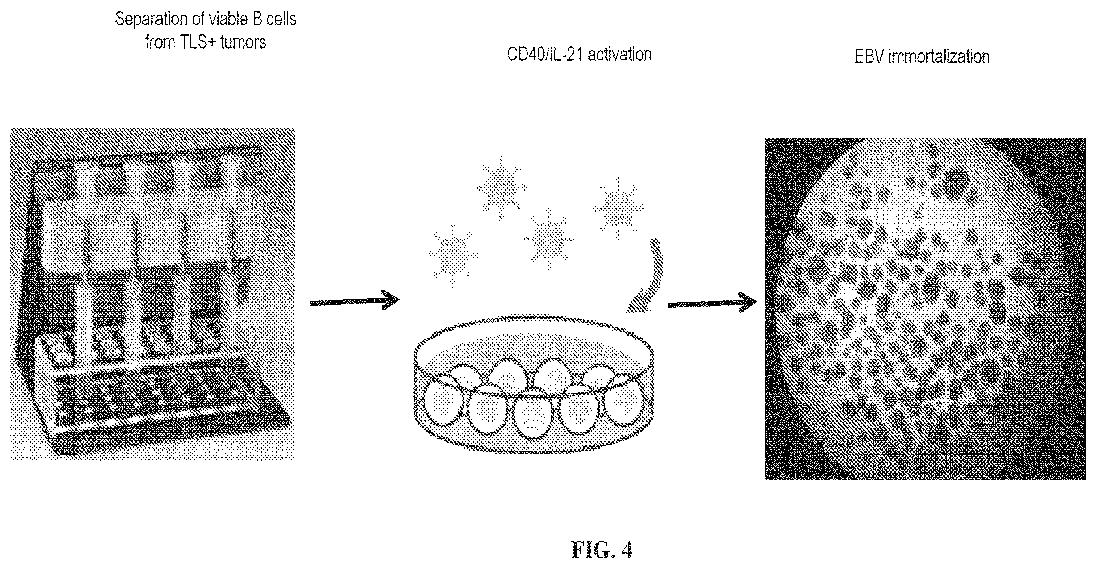Patent US12479908 Figure 4 – Antibodies against programmed cell death protein 1 (PD1) and uses thereof