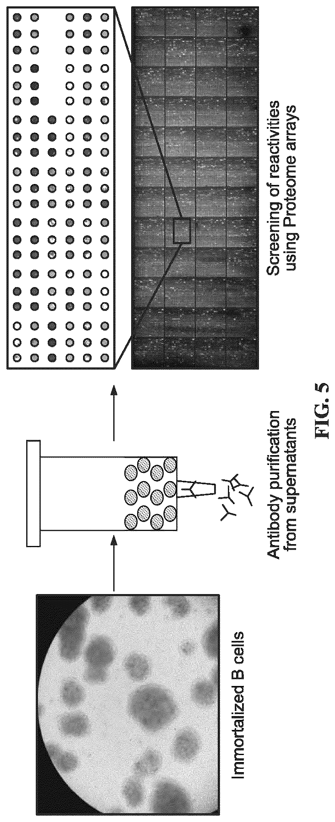 Patent US12479908 Figure 5 – Antibodies against programmed cell death protein 1 (PD1) and uses thereof