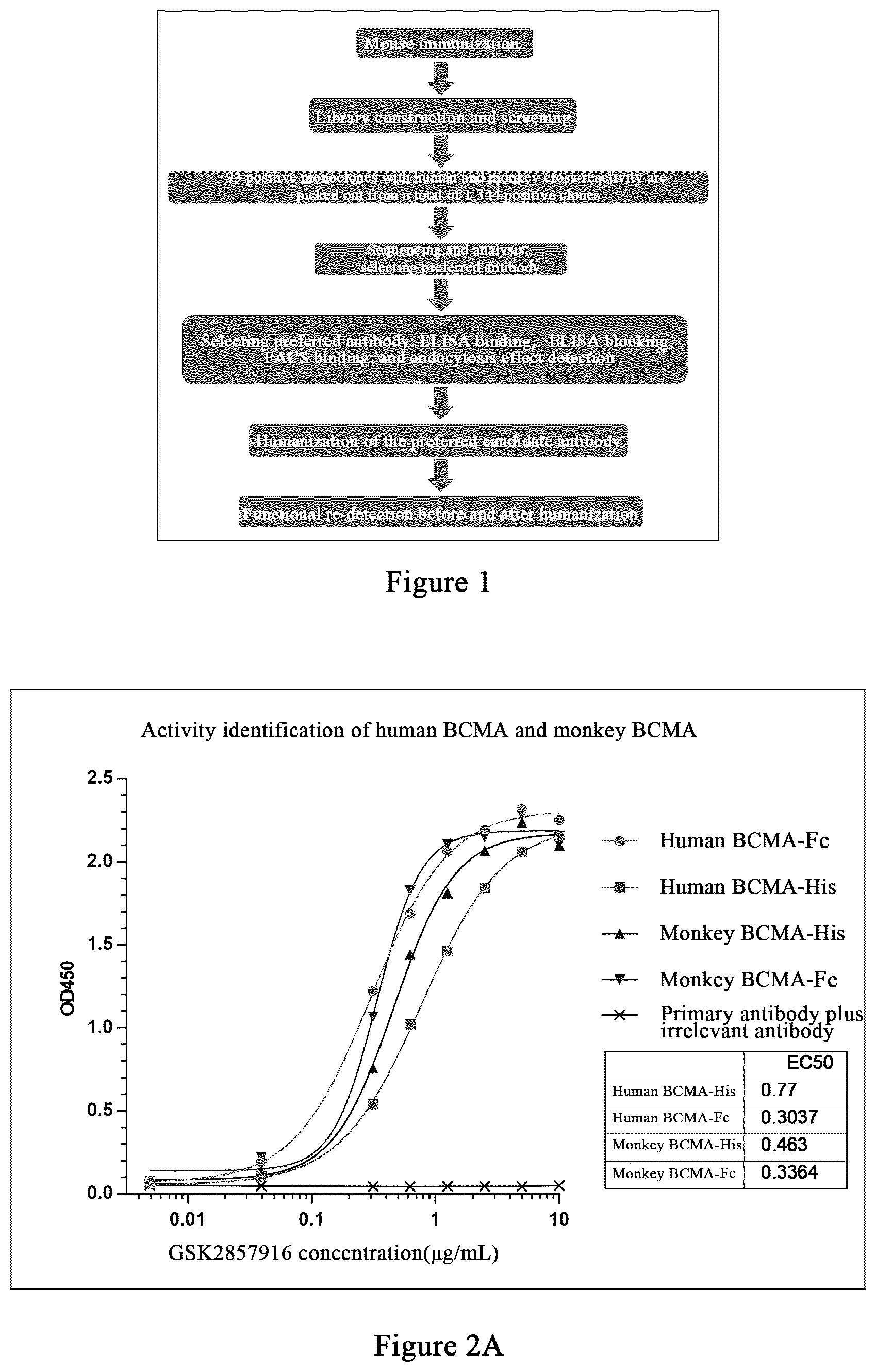 Patent US12479922 Figure 1 – Humanized monoclonal antibody targeting BCMA and having human monkey cross-reactivity