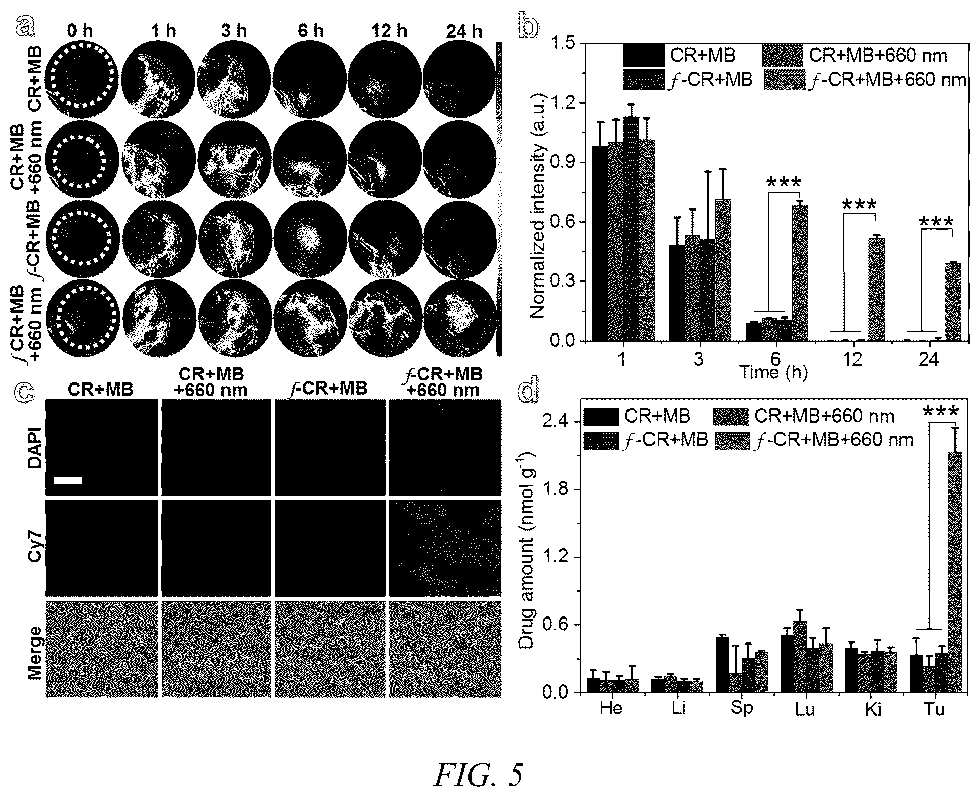 Patent US12480043 Figure 4 – Red-light-mediated nucleic acid anchoring-type fluorescent probe, and preparation method therefor and use thereof
