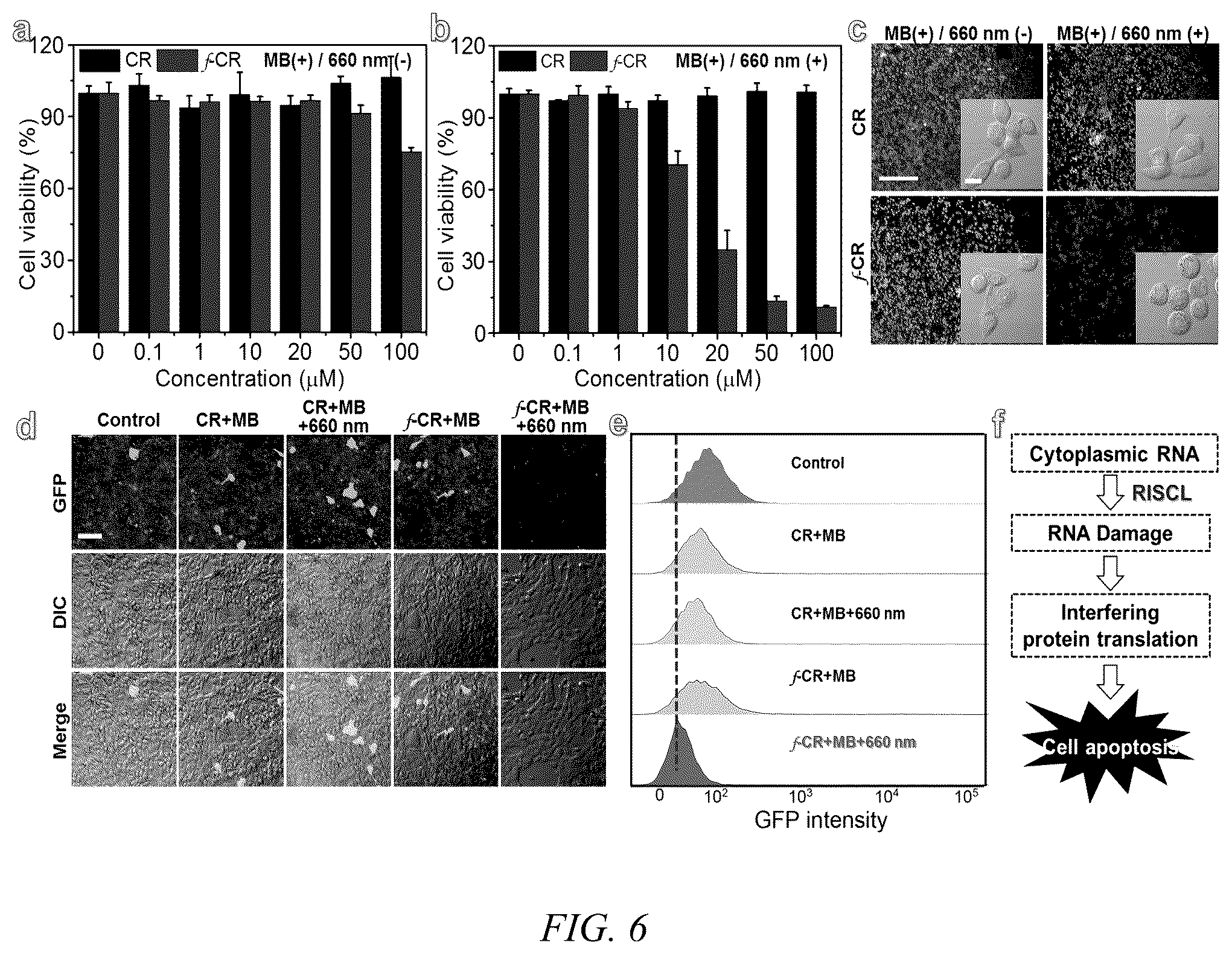 Patent US12480043 Figure 5 – Red-light-mediated nucleic acid anchoring-type fluorescent probe, and preparation method therefor and use thereof