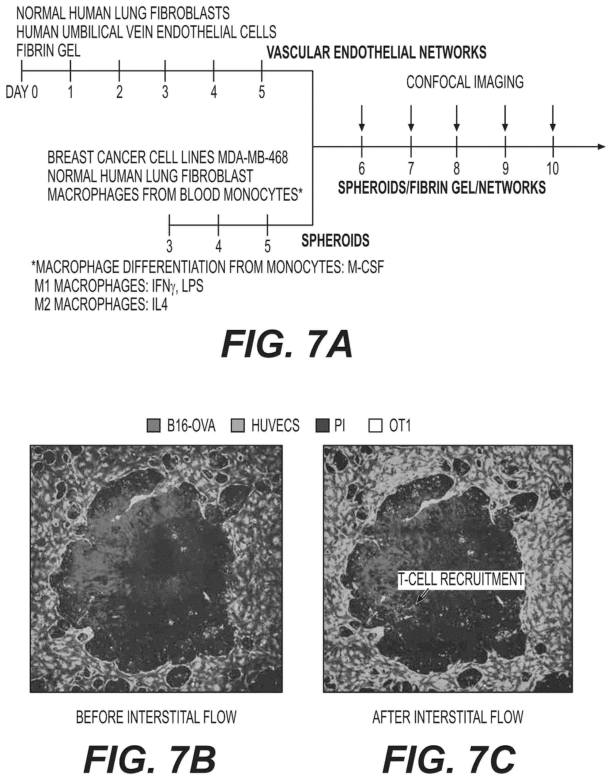 Patent US12480079 Figure 16 – Fluidic platforms for perfusable vascularized tissues with infiltrates