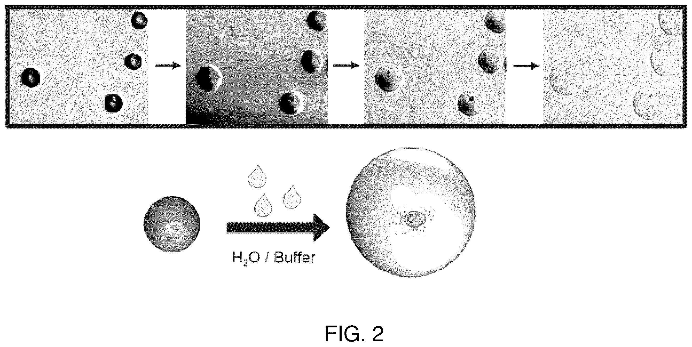 Patent US12480090 Figure 2 – Contiguity particle formation and methods of use