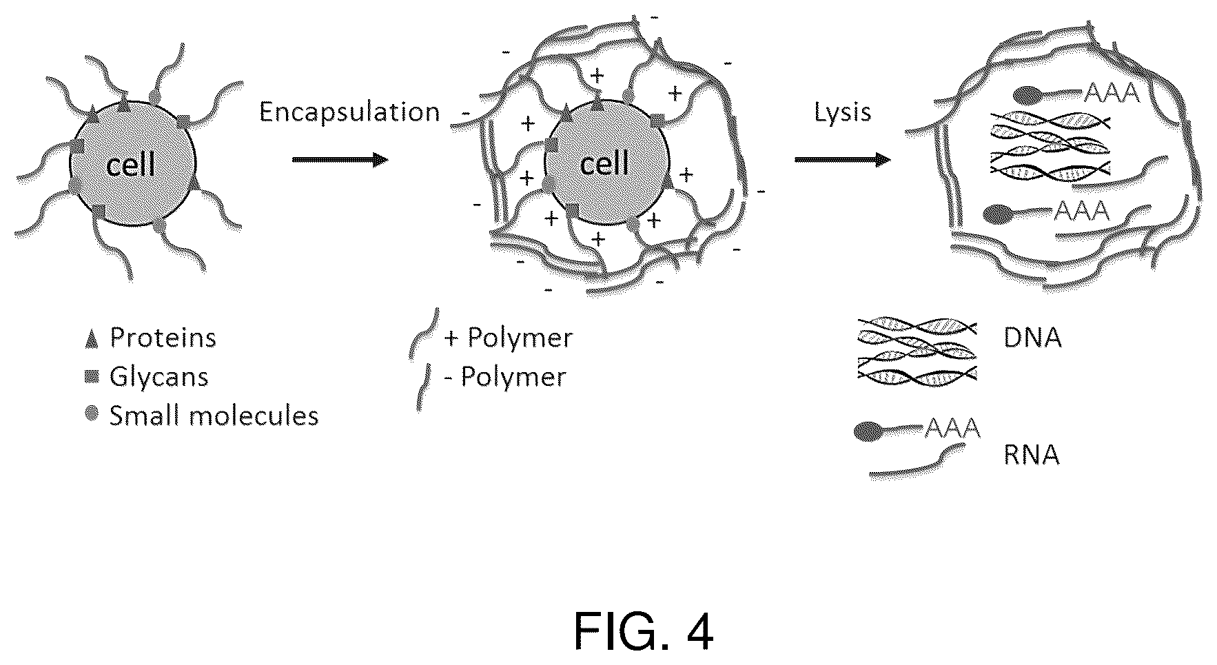 Patent US12480090 Figure 4 – Contiguity particle formation and methods of use