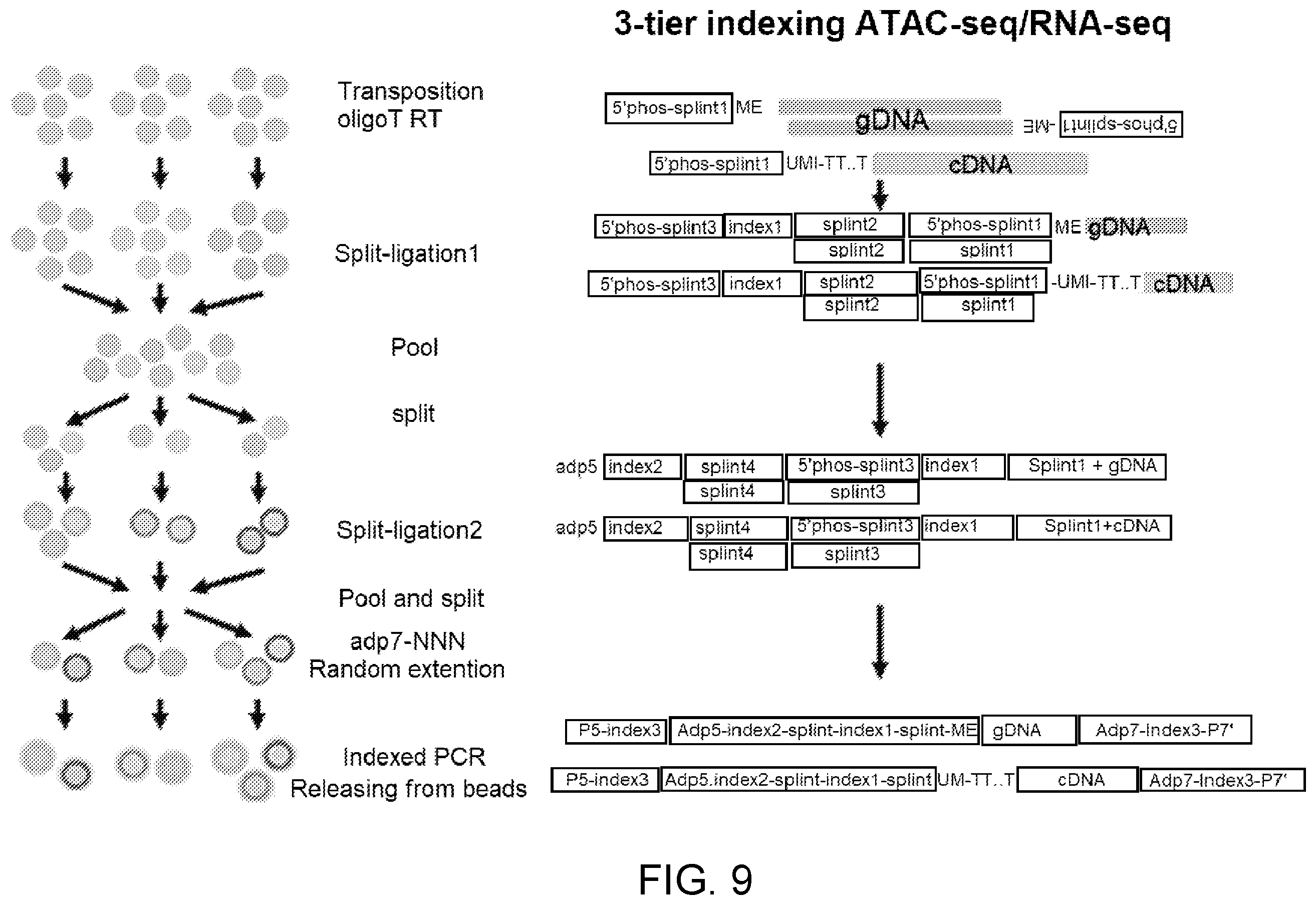 Patent US12480090 Figure 9 – Contiguity particle formation and methods of use
