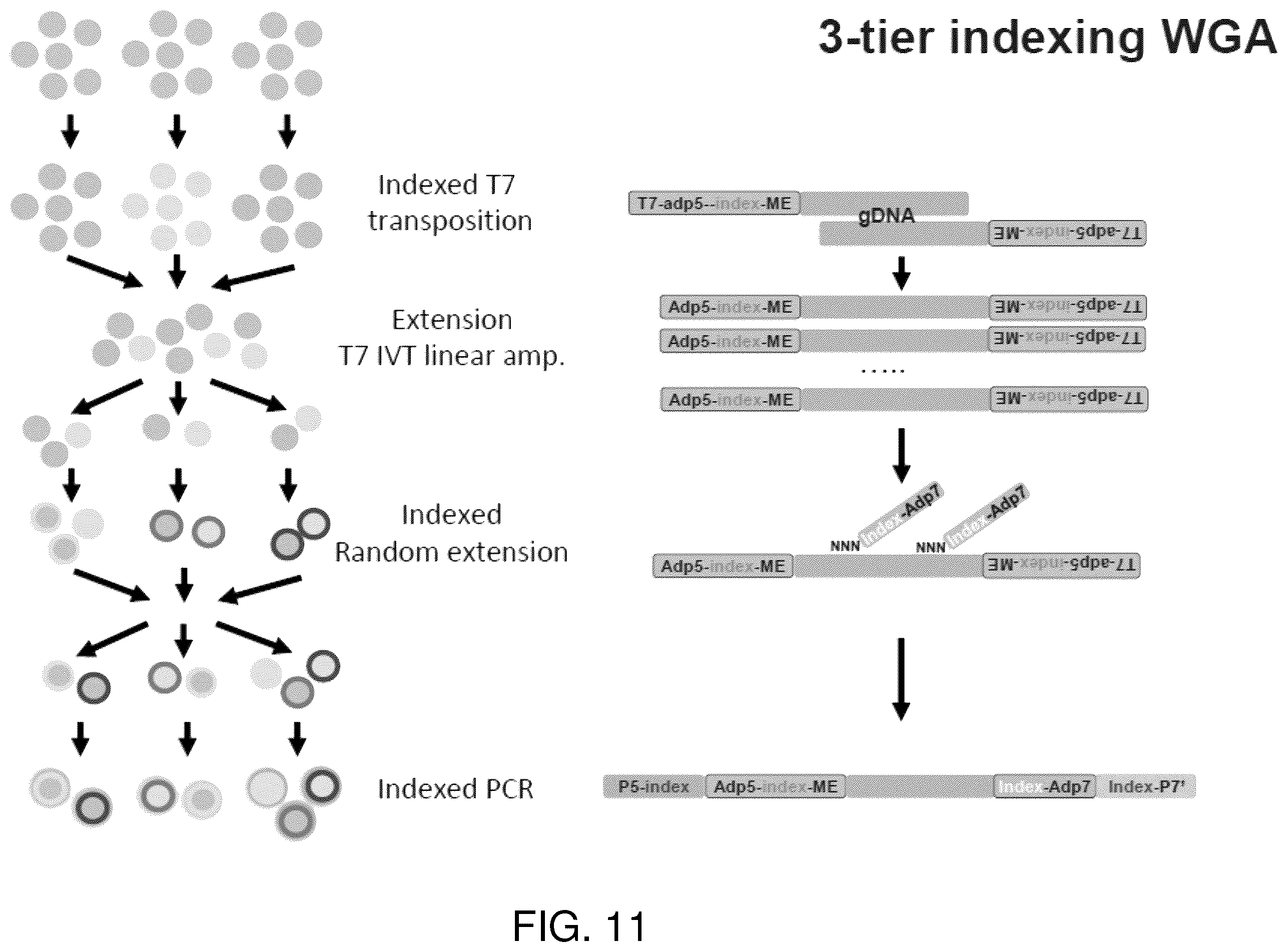 Patent US12480090 Figure 11 – Contiguity particle formation and methods of use