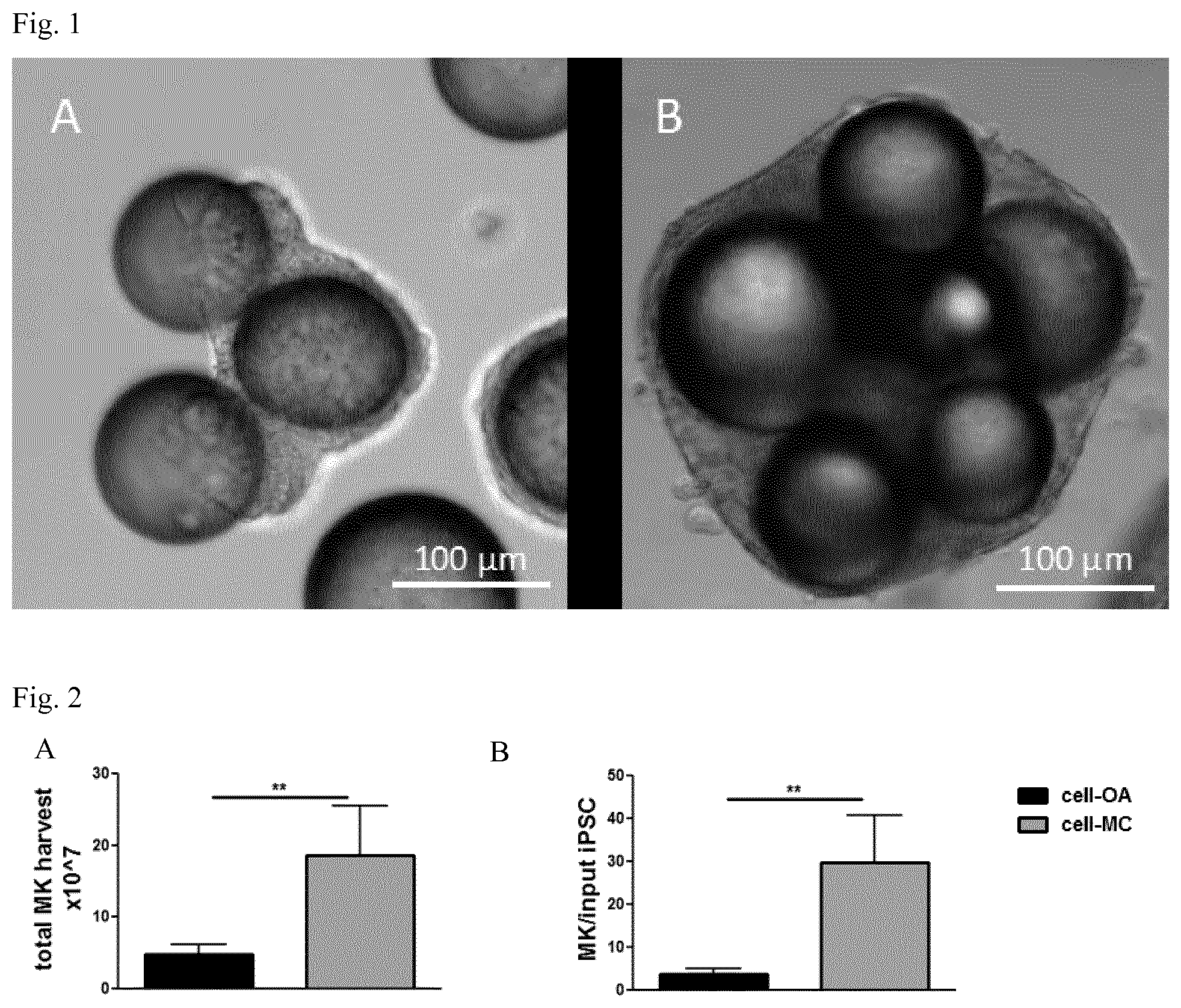 Patent US12480093 Figure 1 – Production of megakaryocytes in bioreactors