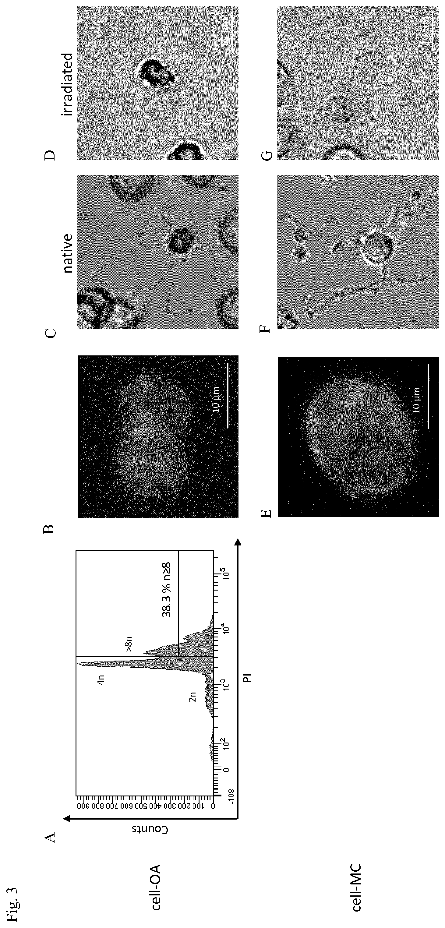 Patent US12480093 Figure 2 – Production of megakaryocytes in bioreactors