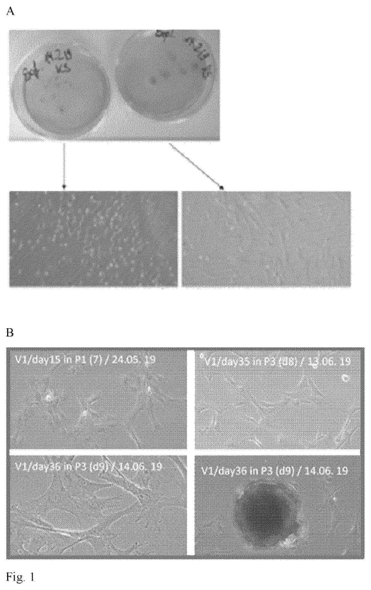 Patent US12480094 Figure 1 – In vitro meat production