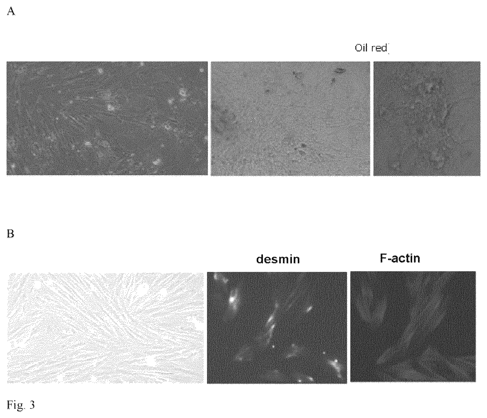 Patent US12480094 Figure 3 – In vitro meat production