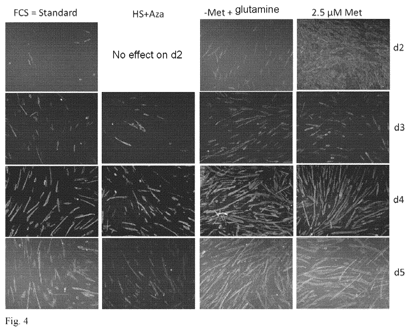 Patent US12480094 Figure 4 – In vitro meat production