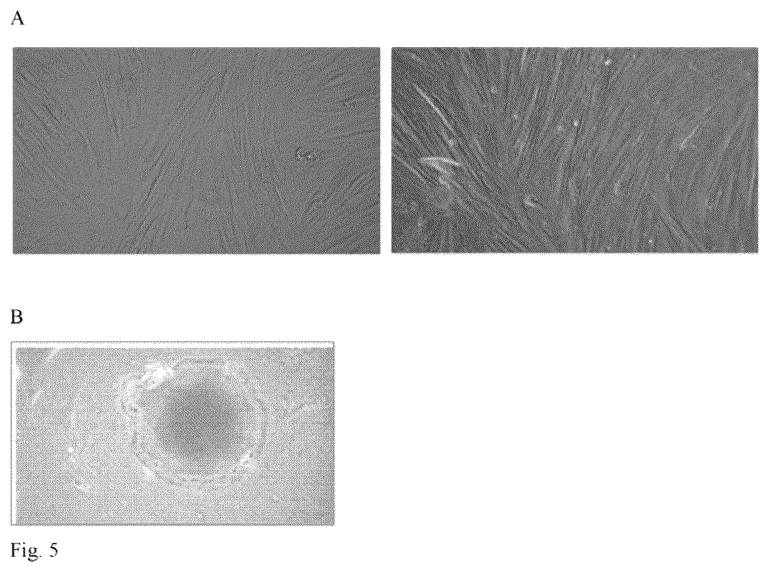 Patent US12480094 Figure 5 – In vitro meat production