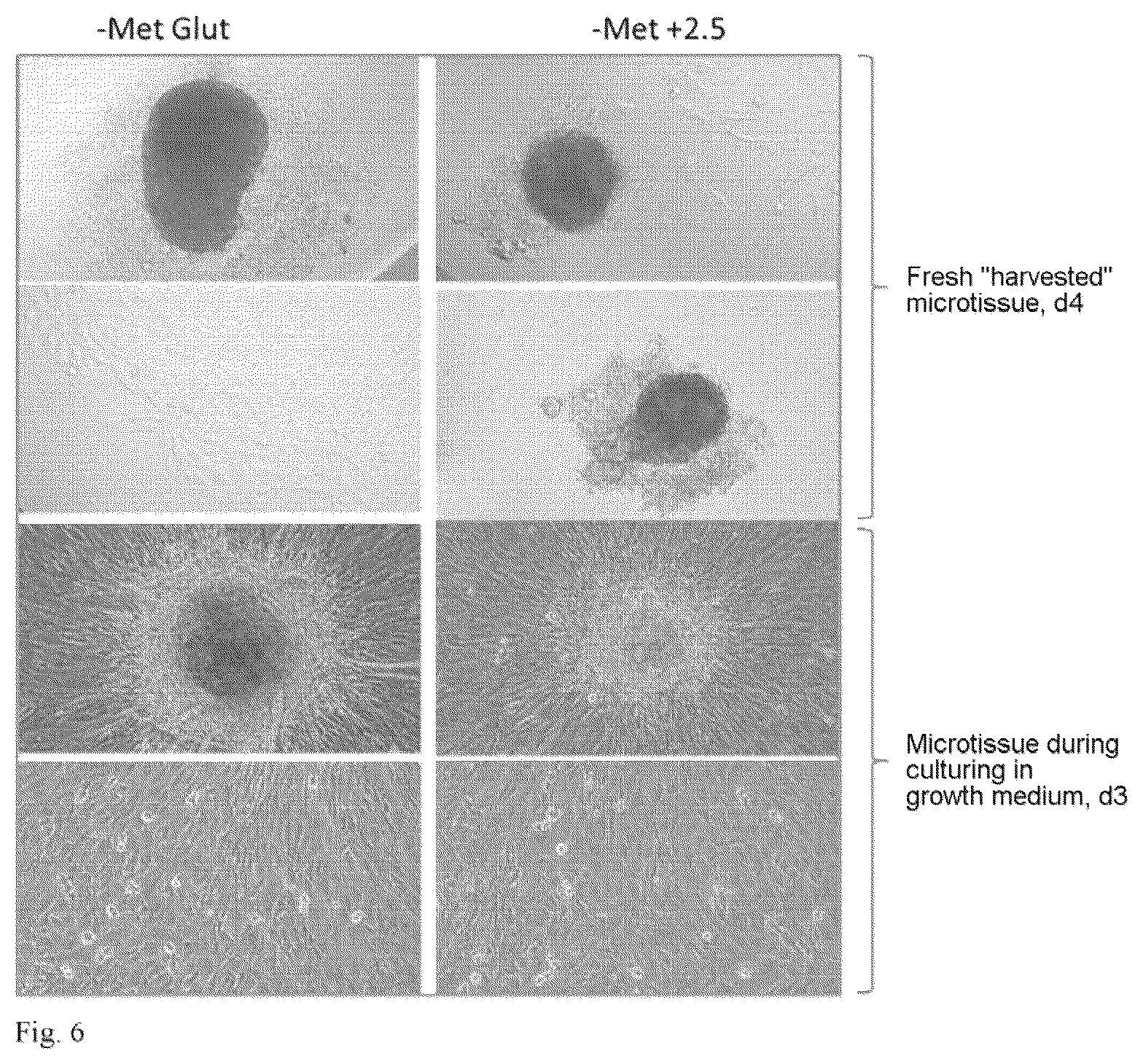 Patent US12480094 Figure 6 – In vitro meat production