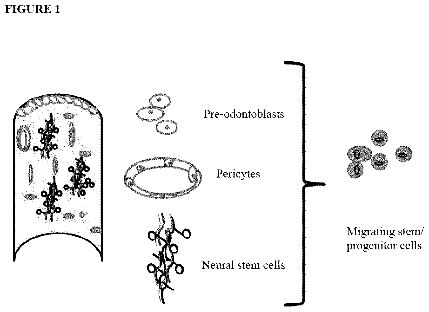 Patent US12480095 Figure 1 – Multifunctional immature dental pulp stem cells and therapeutic applications