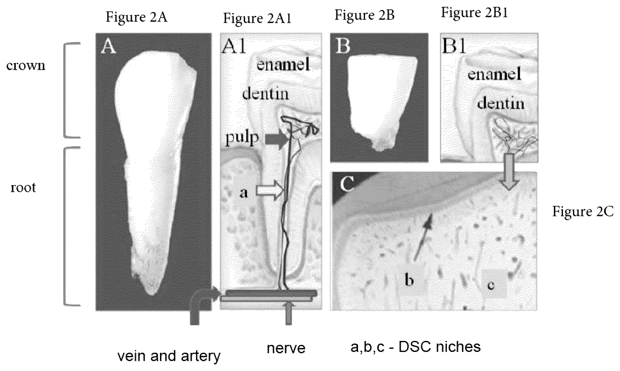 Patent US12480095 Figure 2 – Multifunctional immature dental pulp stem cells and therapeutic applications