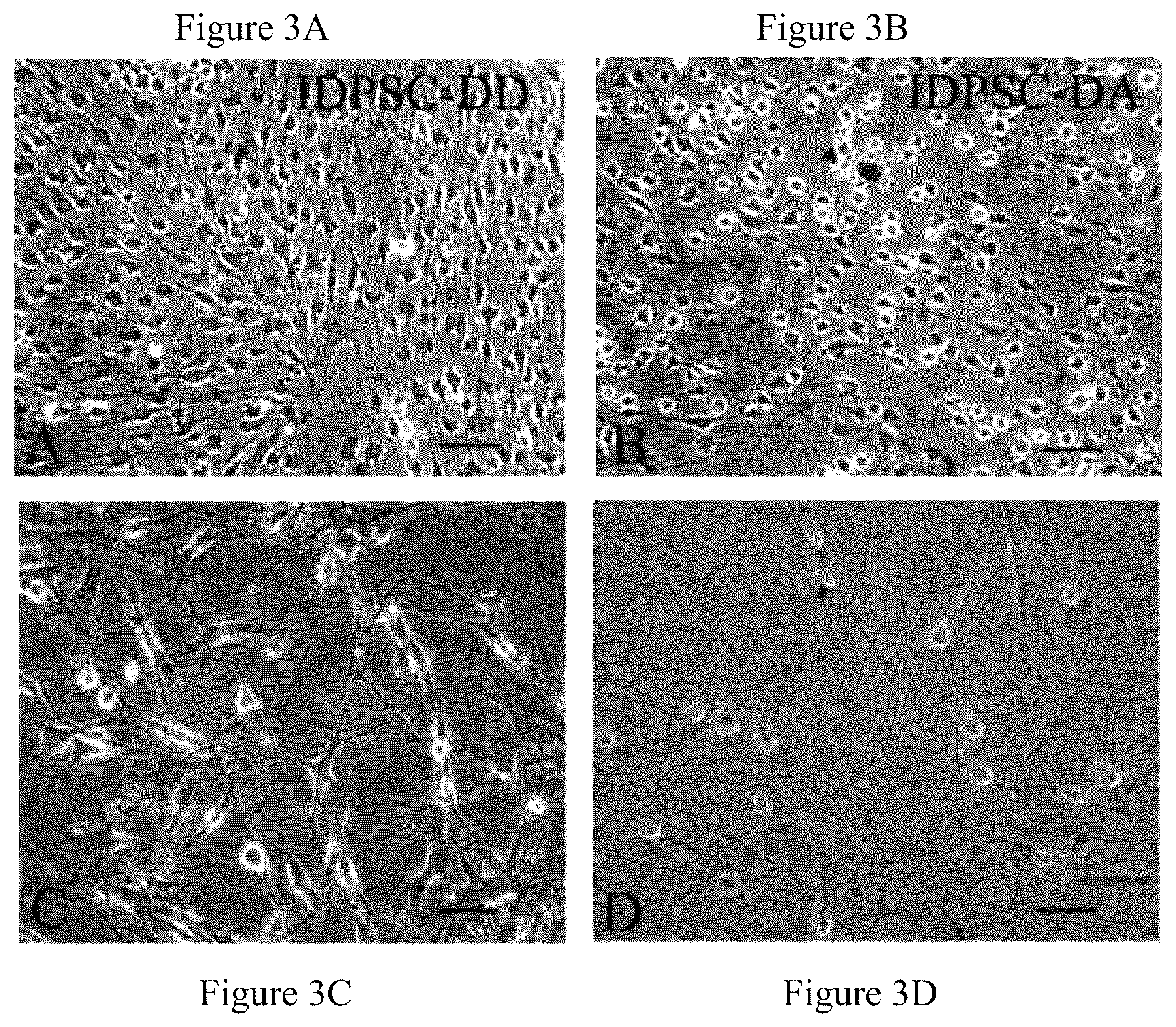Patent US12480095 Figure 3 – Multifunctional immature dental pulp stem cells and therapeutic applications