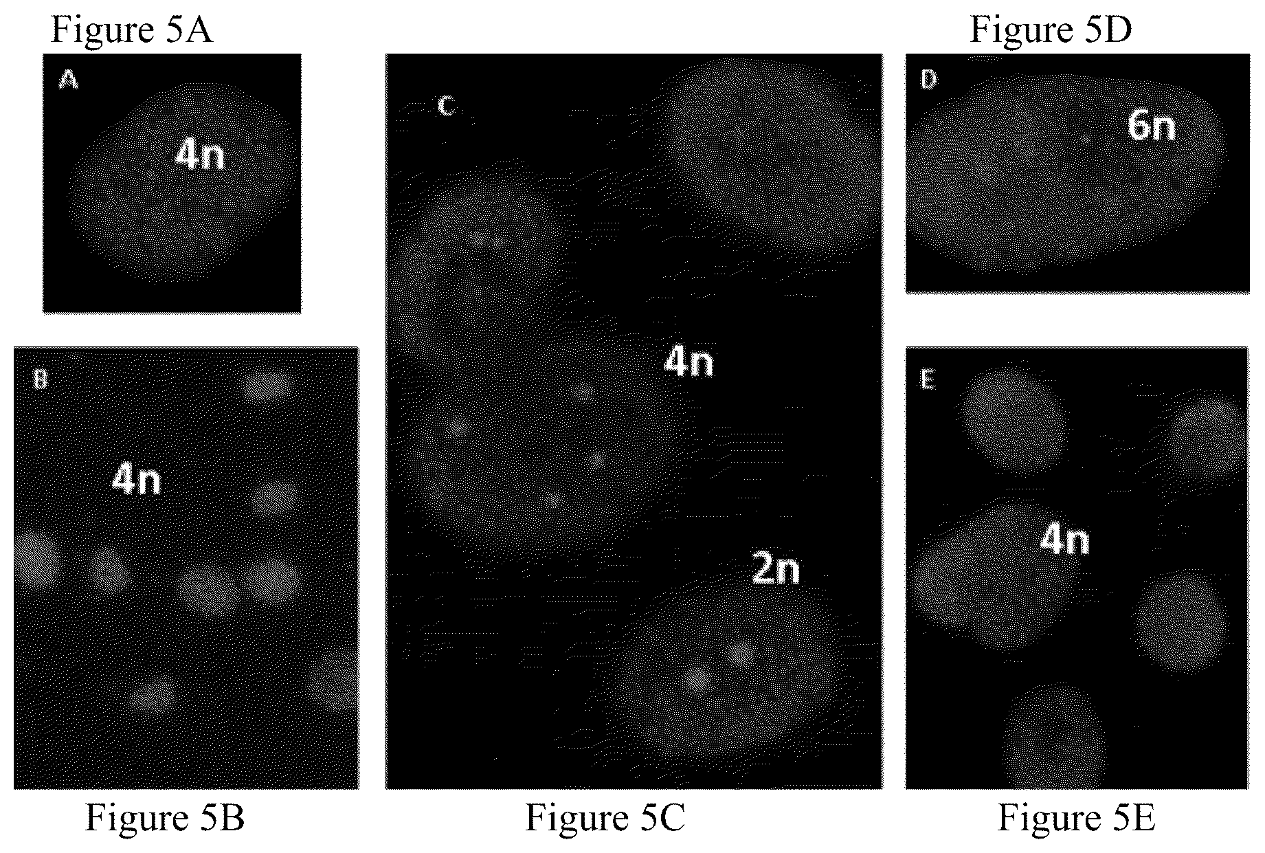 Patent US12480095 Figure 5 – Multifunctional immature dental pulp stem cells and therapeutic applications