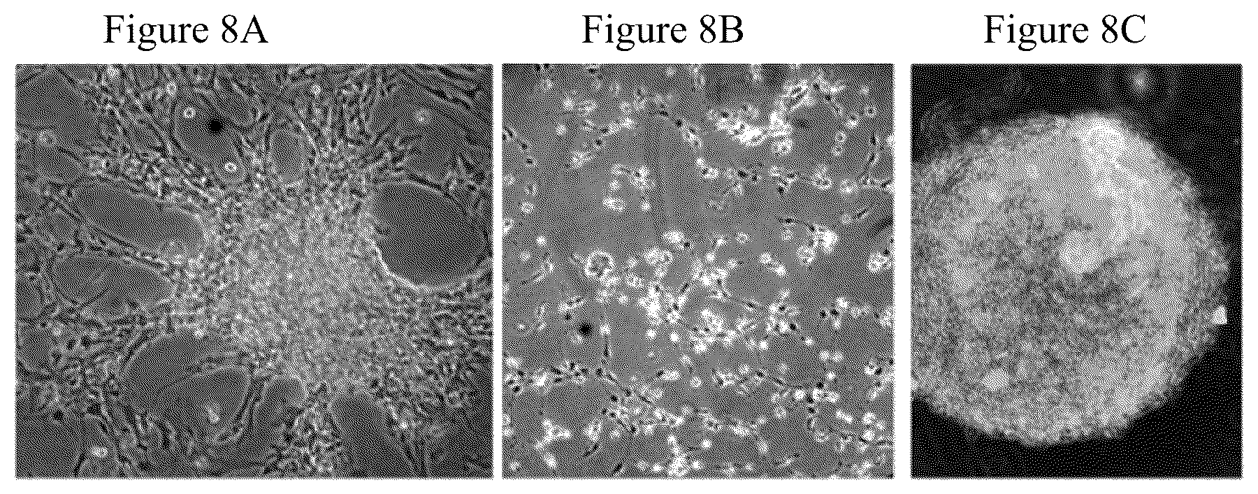 Patent US12480095 Figure 8 – Multifunctional immature dental pulp stem cells and therapeutic applications