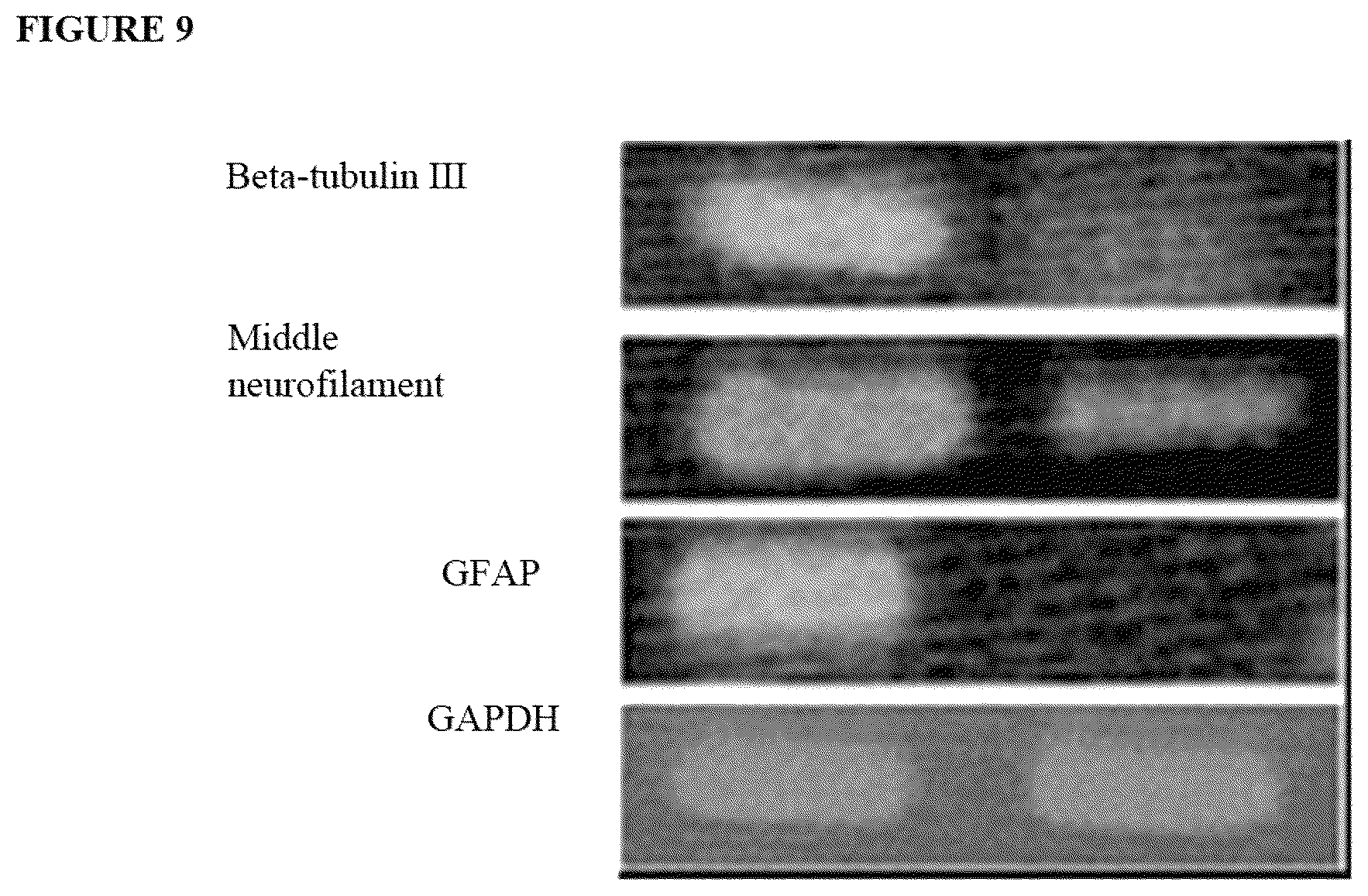 Patent US12480095 Figure 9 – Multifunctional immature dental pulp stem cells and therapeutic applications