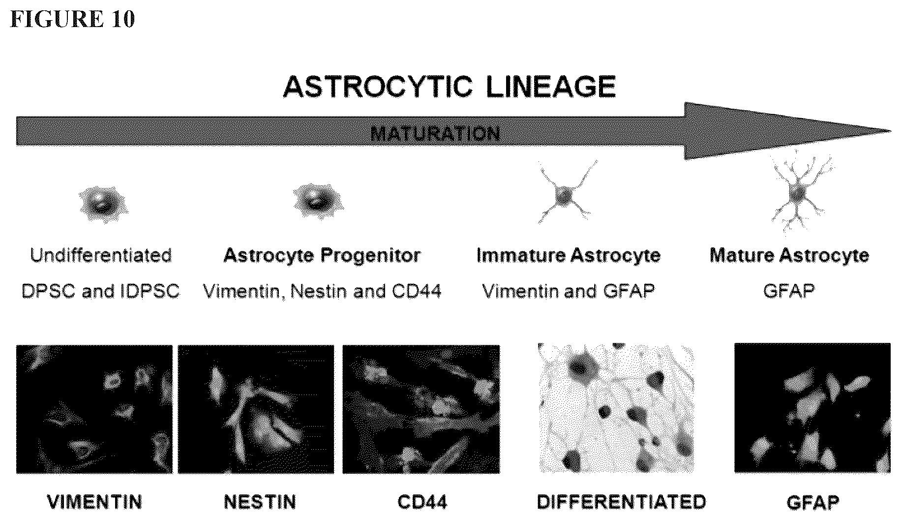 Patent US12480095 Figure 10 – Multifunctional immature dental pulp stem cells and therapeutic applications
