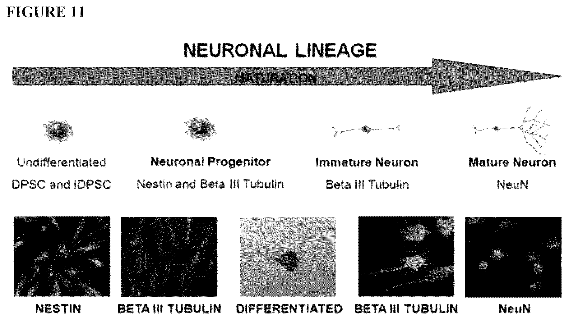Patent US12480095 Figure 11 – Multifunctional immature dental pulp stem cells and therapeutic applications