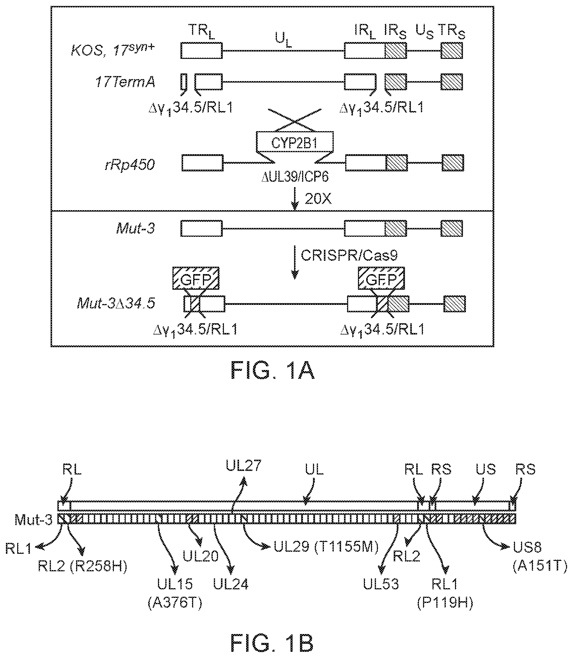 Patent US12480097 — Syncytial oncolytic herpes simplex mutants as potent cancer therapeutics — Figure 1