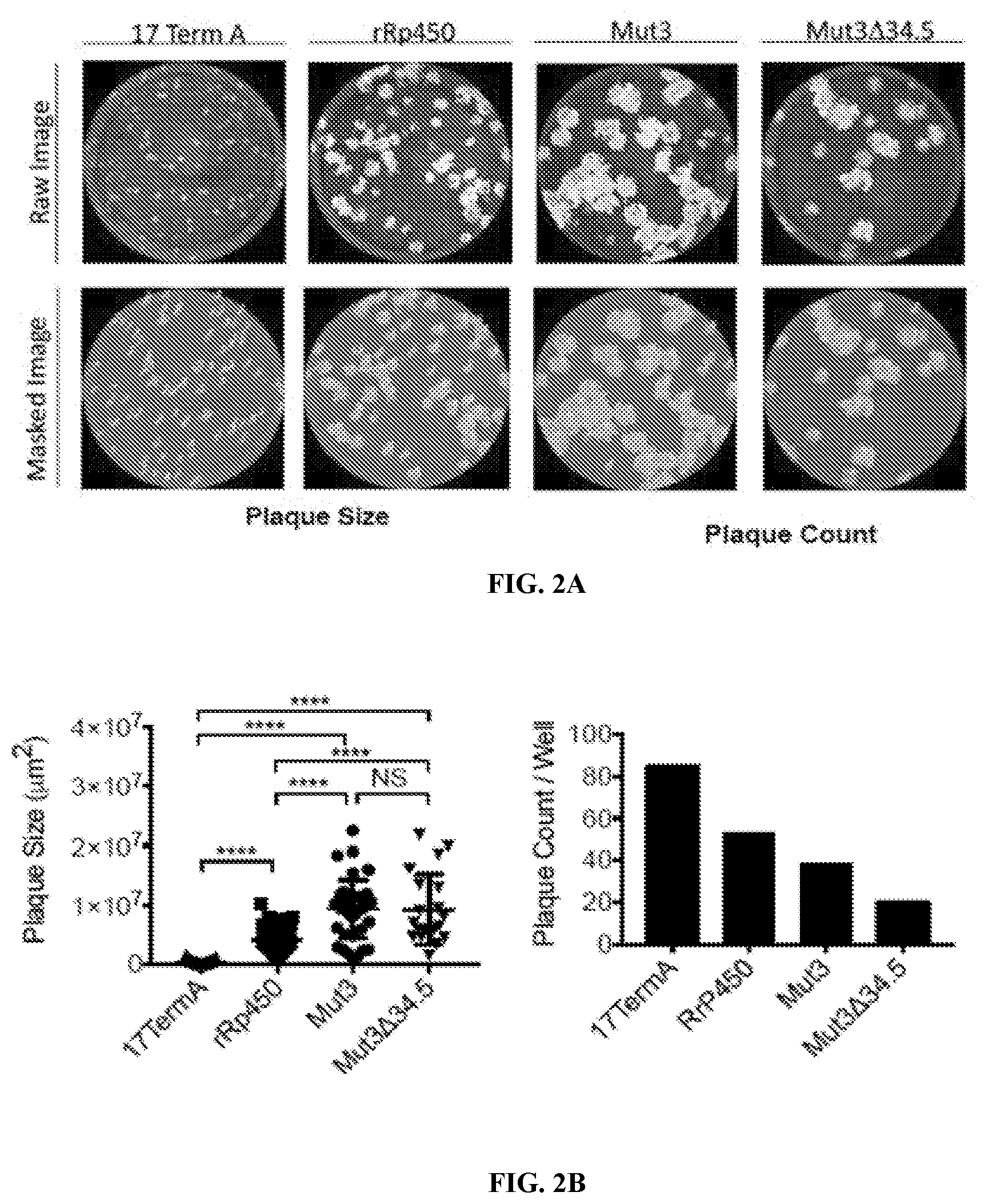 Patent US12480097 Figure 2 – Syncytial oncolytic herpes simplex mutants as potent cancer therapeutics