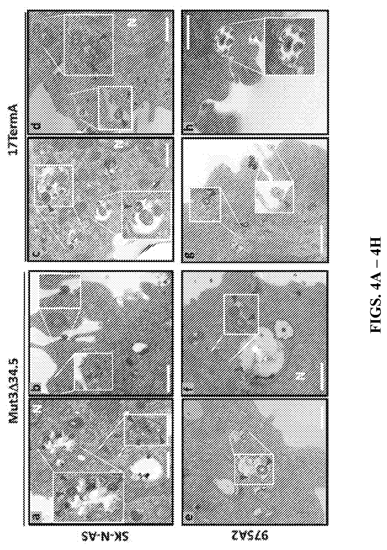 Patent US12480097 Figure 7 – Syncytial oncolytic herpes simplex mutants as potent cancer therapeutics